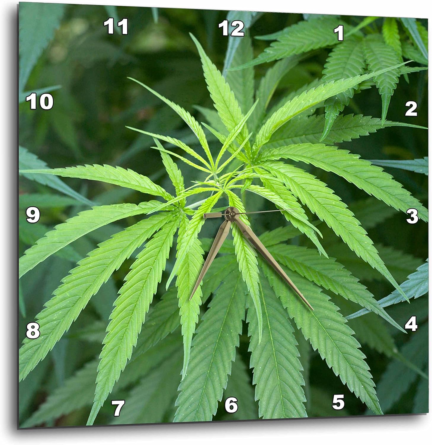 3dRose DPP_206907_1 Close-Up View of Marijuana Plant Malkerns Swaziland Wall Clock, 10" x 10"