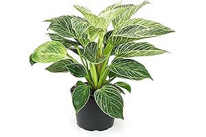 Birkin Philodendron: Vibrant Live House Plant for Indoor Plant Lovers