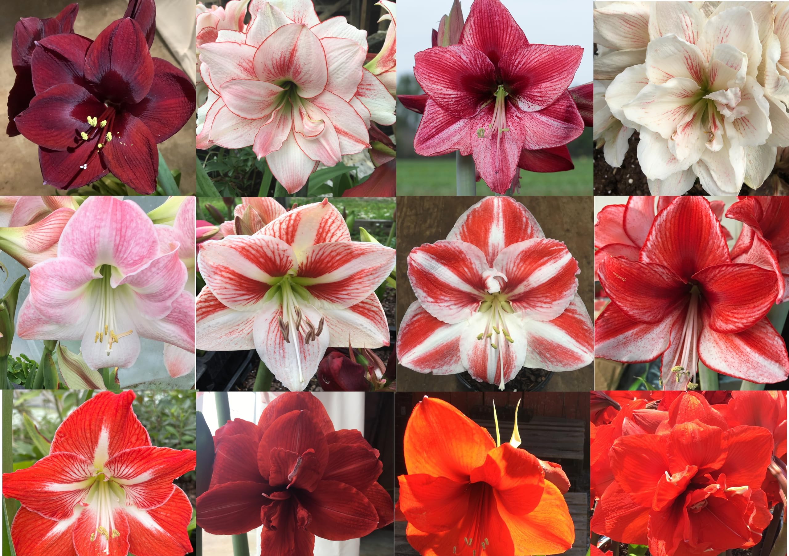 Daylily Nursery 3 Mixed Amaryllis
