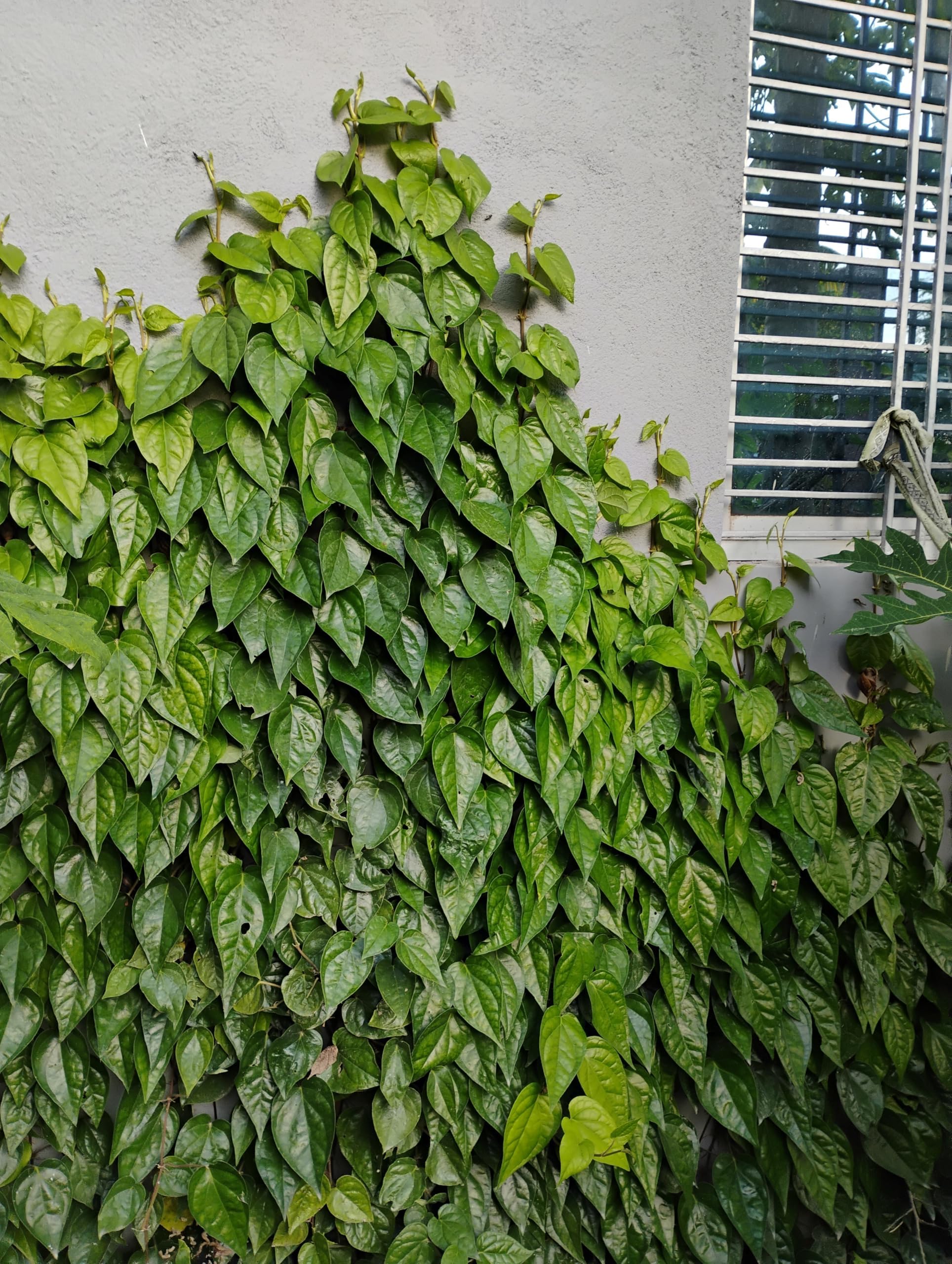 Pan Betel Leaf (Piper betle) Live Plant || Banarasi Maghai Paan || Meetha Paan || Sweet Paan Rare Healthy Live Plant, Medicinal Herb Pack of 1 for Home Garden and Terrace