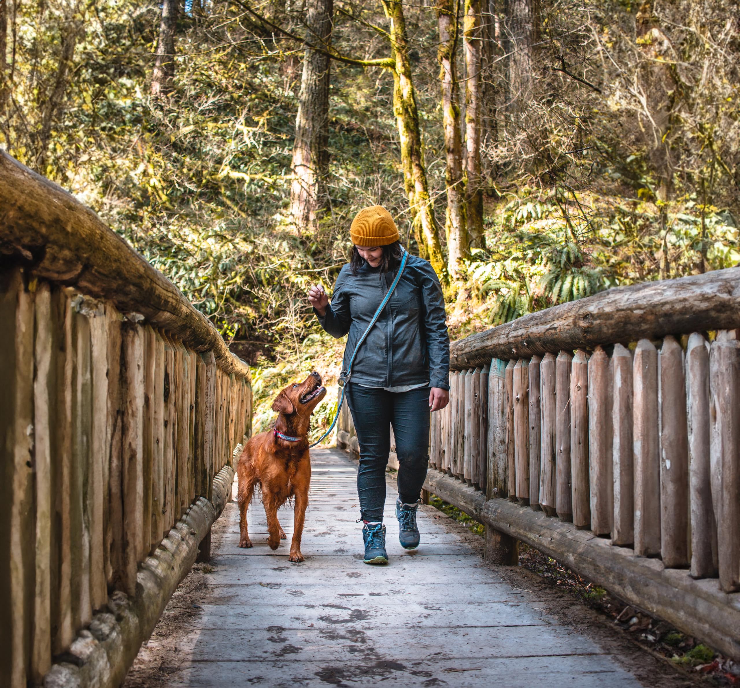 Kurgo Quantum Leash 2.0, Noir