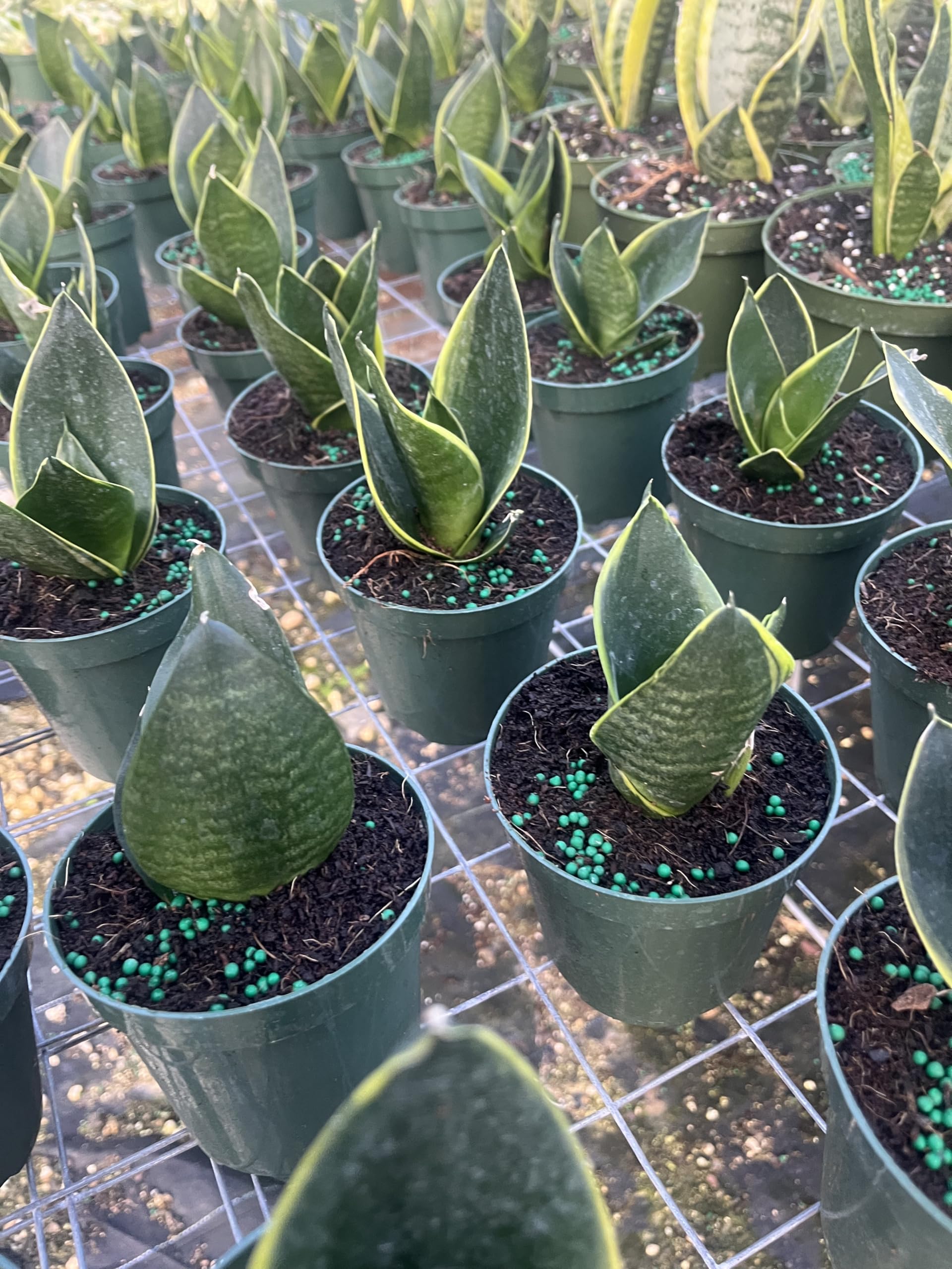 Amazon.com : Compact Bird's Nest Snake Plant | Sansevieria Hahnii |  Low-Light Indoor Plant | Air-Purifying Houseplant | Easy Care Plant in  4-Inch Pot : Patio, Lawn & Garden