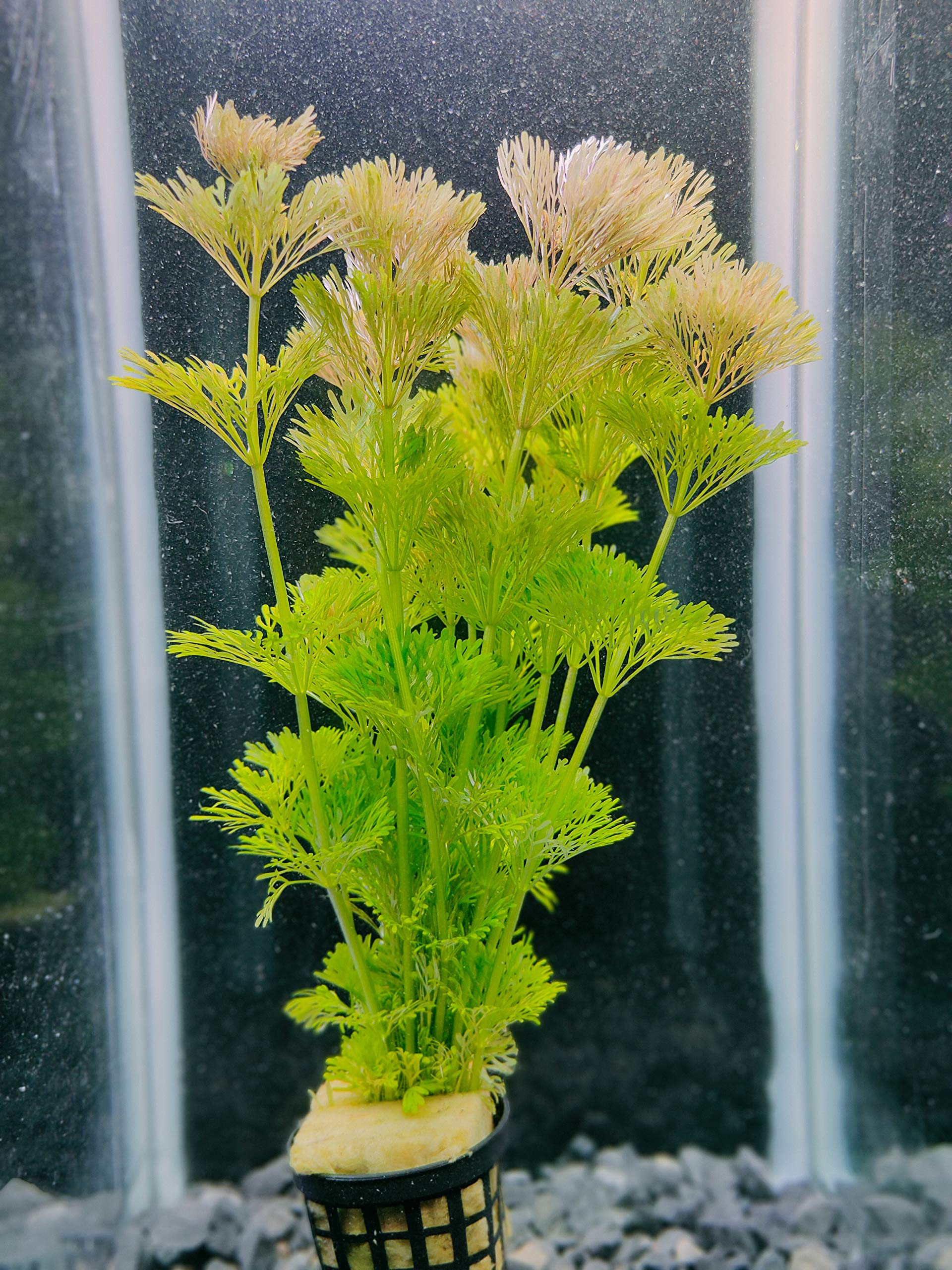 plantas acuario Limnophila sessiliflora , Ambulia