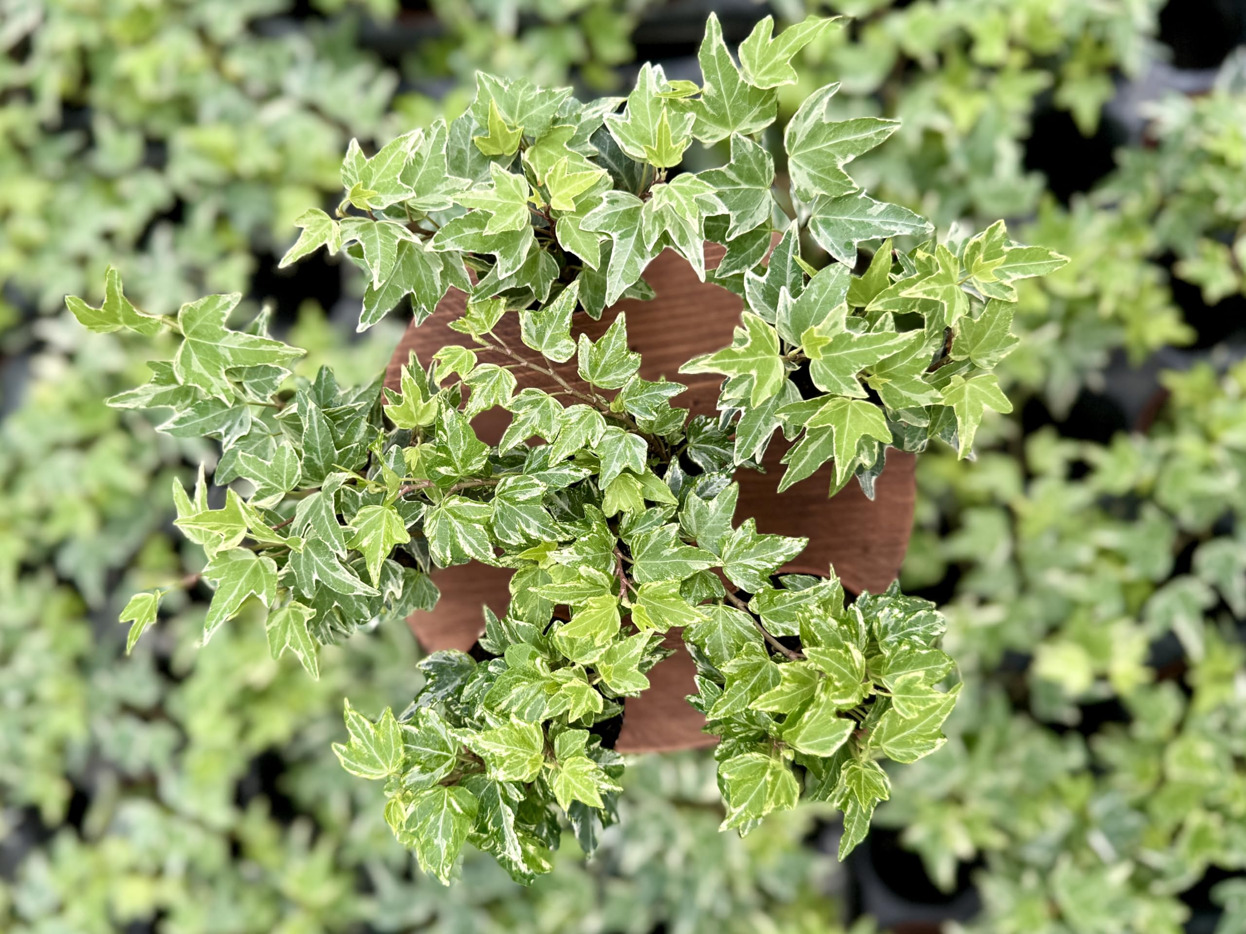 「nancy」la basic IVY Amazon.com : Variegated English Ivy (6 Plants) (2