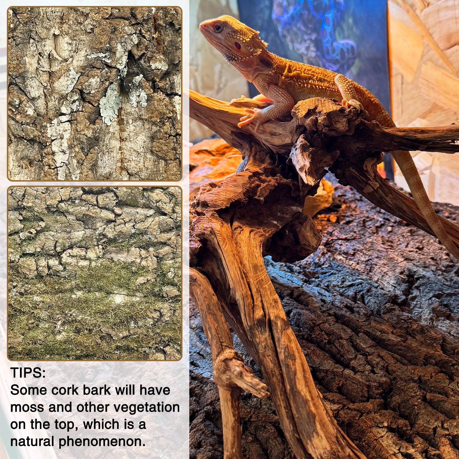 Fhiny Fondo de corteza de corcho natural 29,5 x 19,5 cm para reptiles, dragón barbudo, telón de fondo de terrario, decoración de pared para tortuga, geco, lagarto, serpiente, araña y rana, 6 piezas