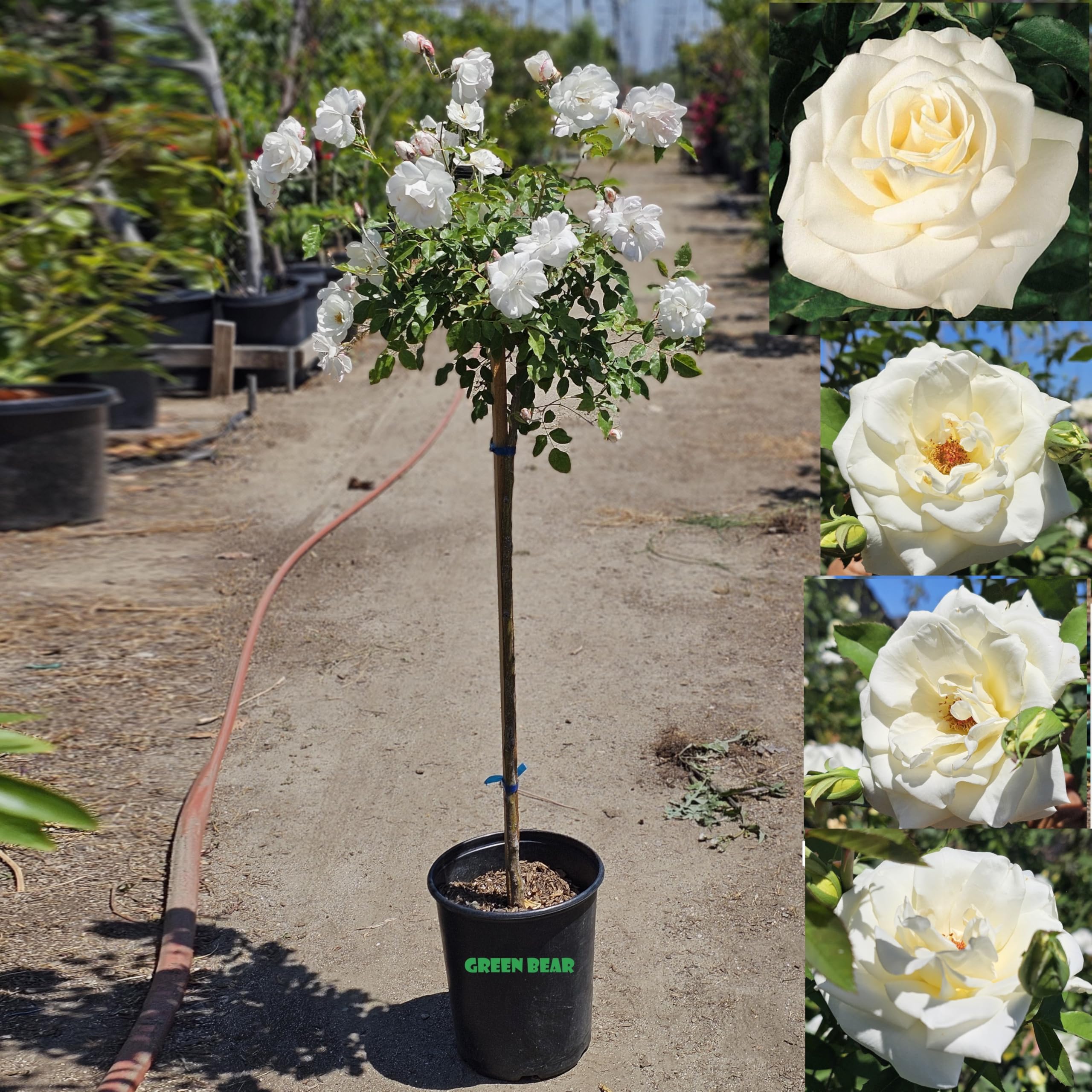 Shape Rose Tree In Loving Memory Live Flowering Tree For Outdoor Rose Tree Rose Of ...
