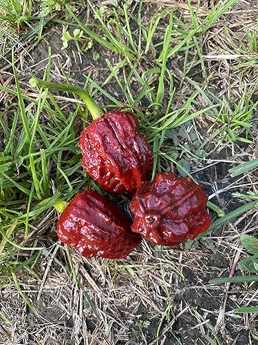 Miniatura 2 de Chocolate Naga Brain Ultra Hot Pepper Semillas prémium para plantar paquete