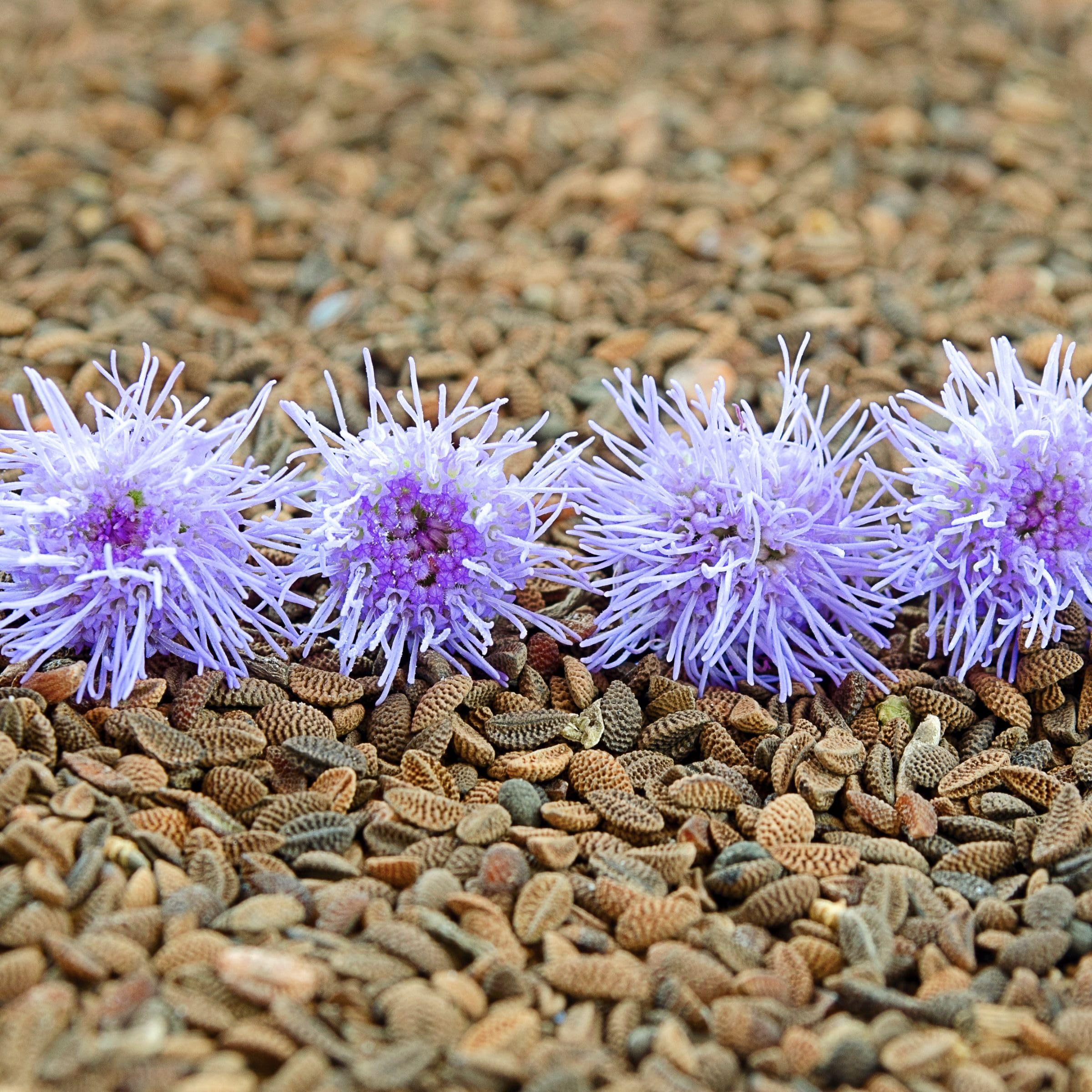 Phacelia 25 kg Gründüngung Stilllegung Zwischenfrucht Bodenverbesse Samen Bienenfreund Gründünger, Frischmantelsamen Saatgut Humusbildung Bodenverbesserung Bienenweide