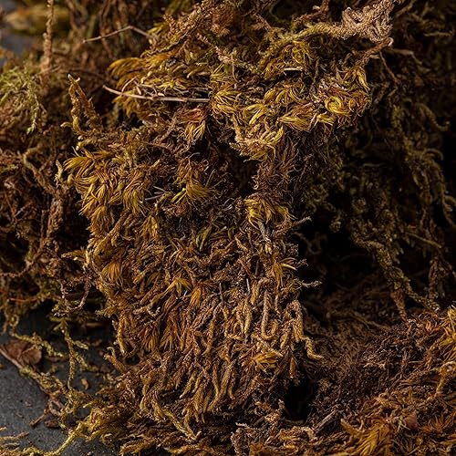 Miniatura 3 de MICHAELS Paquete de 12 a granel musgo decorativo por Ashland