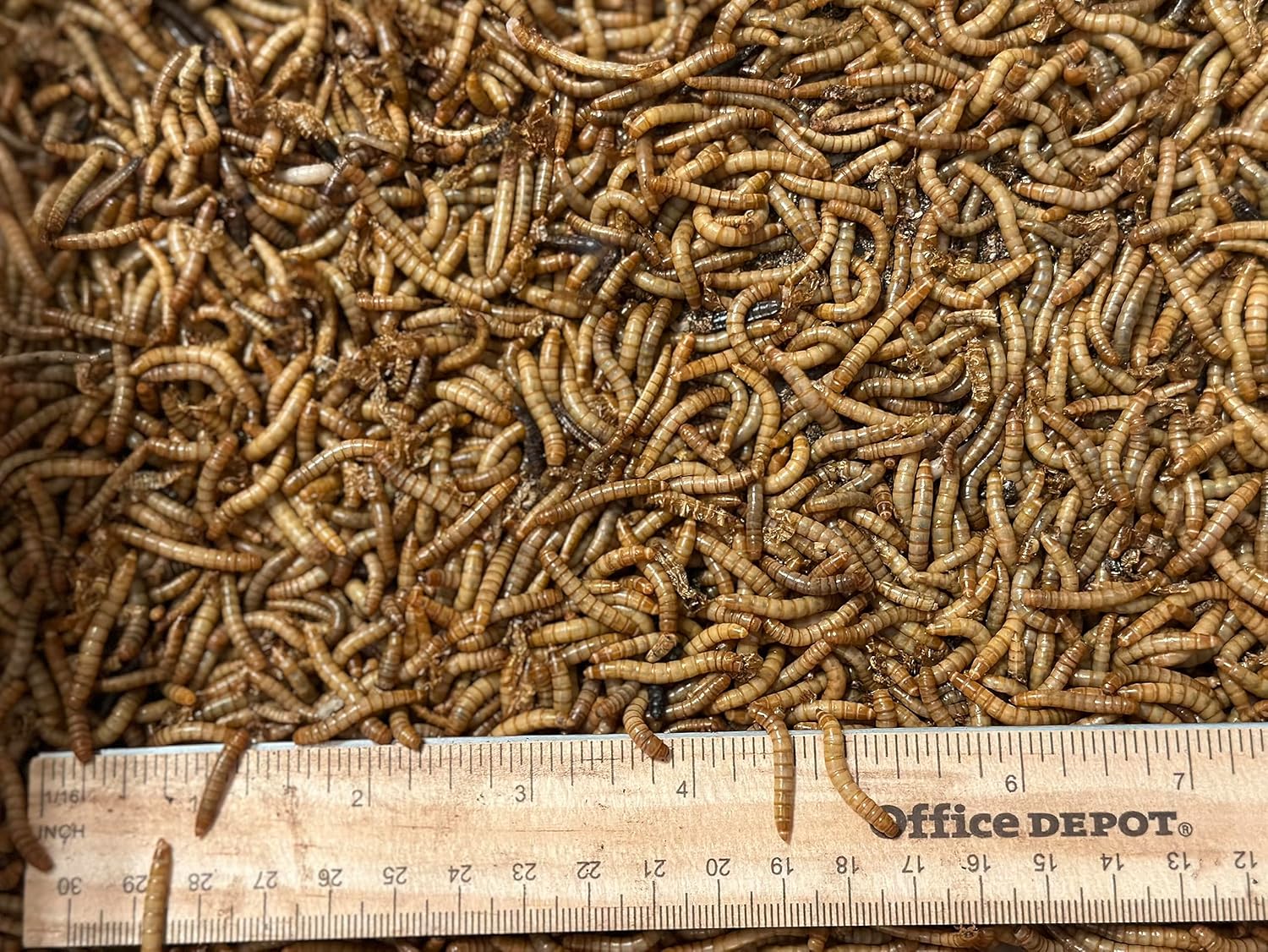 200 Counts Live MEALWORMS to Feed Bearded Dragons, Birds