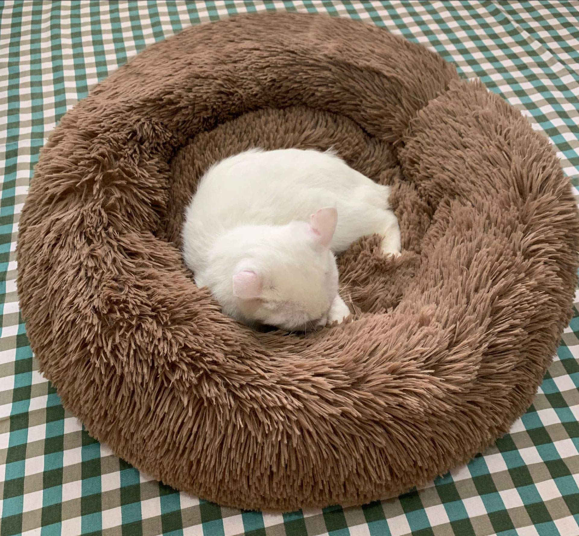 BODISEINT Modern Soft Plush Round Pet Bed for Cats or Small Dogs Mini Medium Sized Dog Cat Bed Self Warming Autumn Winter Indoor Snooze Sleeping Cozy Kitty Teddy Kennel (20'' D x 8'' H - Image 4