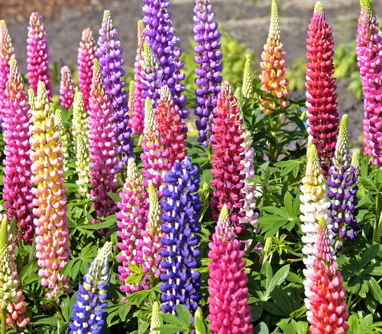 TomorrowSeeds - Russell Mix Lupine Seeds - 20000+ Count - for 2026 Planting Lupinus Rainbow Lupin Large Leaf Bluebonnet Cold Hardy Perennial USA Garden Flower Grow Your Own Home Farm Patio Healthy