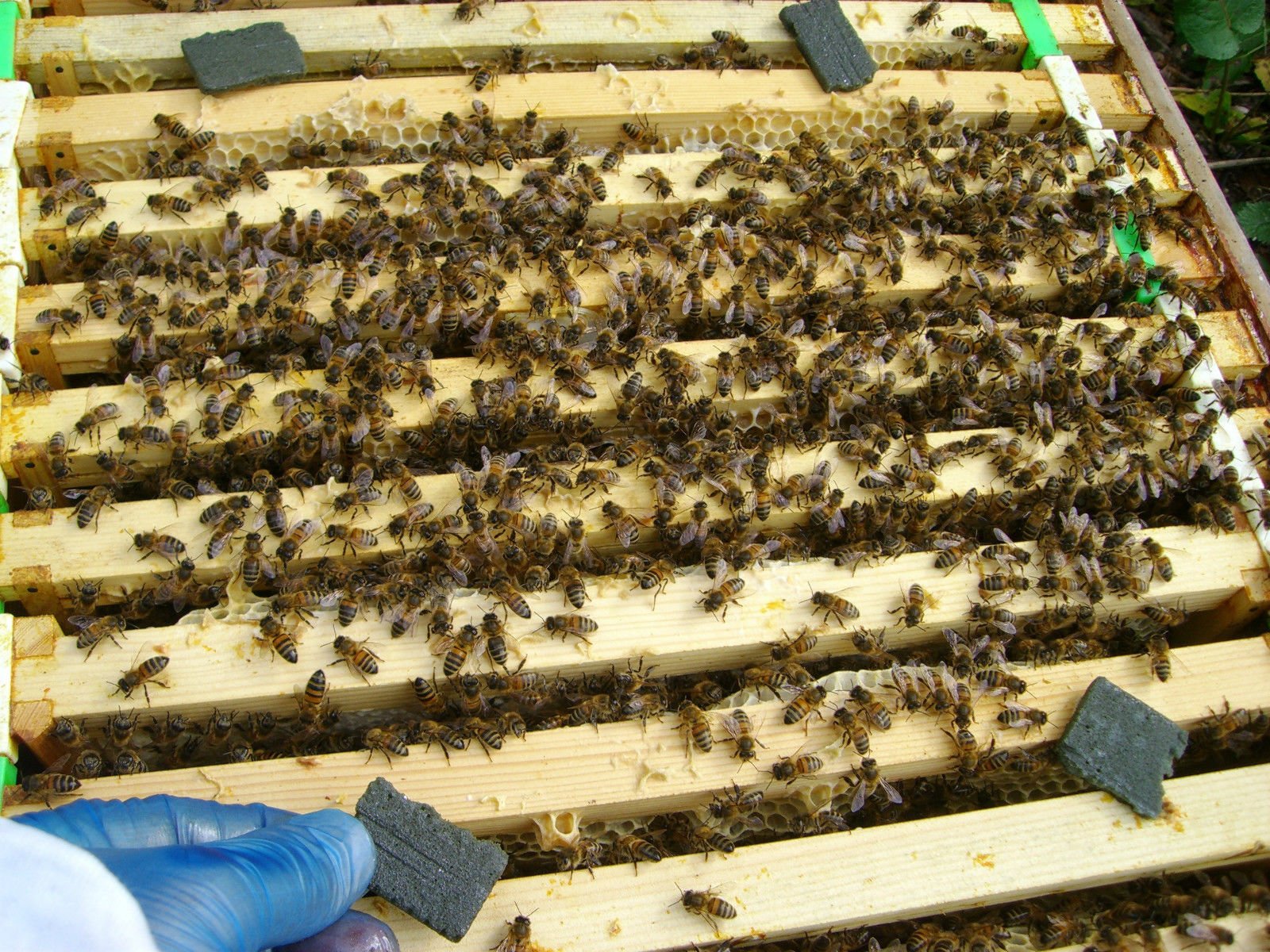 Simon The Beekeeper APILIFE VAR - Trattamento per varroa delle api, confezione da 10 bustine, 2 strisce per ciascuna bustina