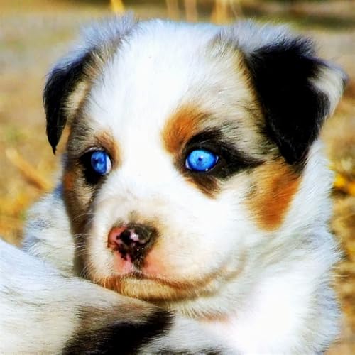 Lazy D Ranch Aussies