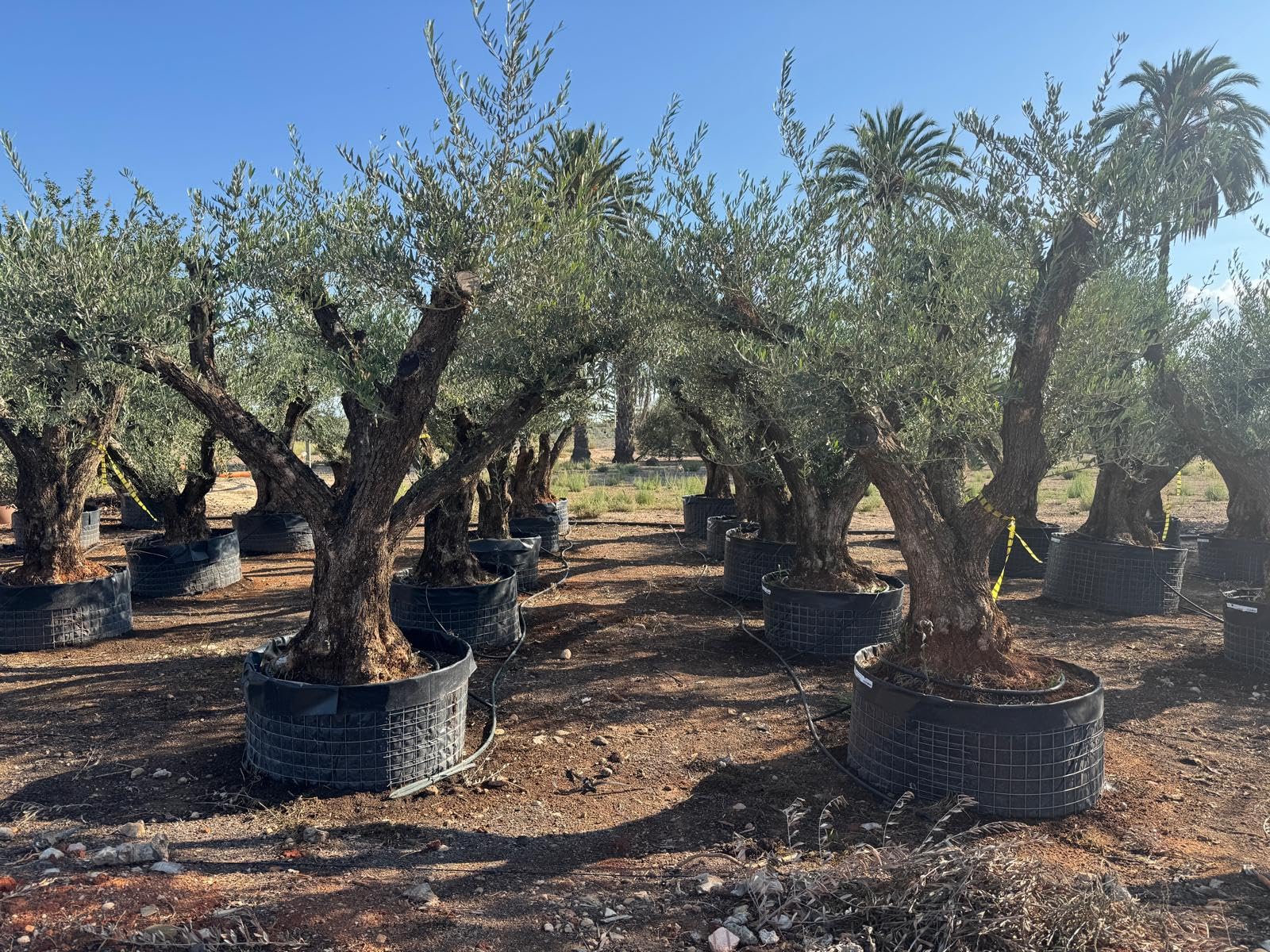 Sunny Tree - Olea Europaea Lechin Olivenbaum Pompon – 80 Jahre alt – 240 cm hoch – Stammumfang 80/100 cm – Premium Qualität – Winterhart – Mediterraner Gartenbaum