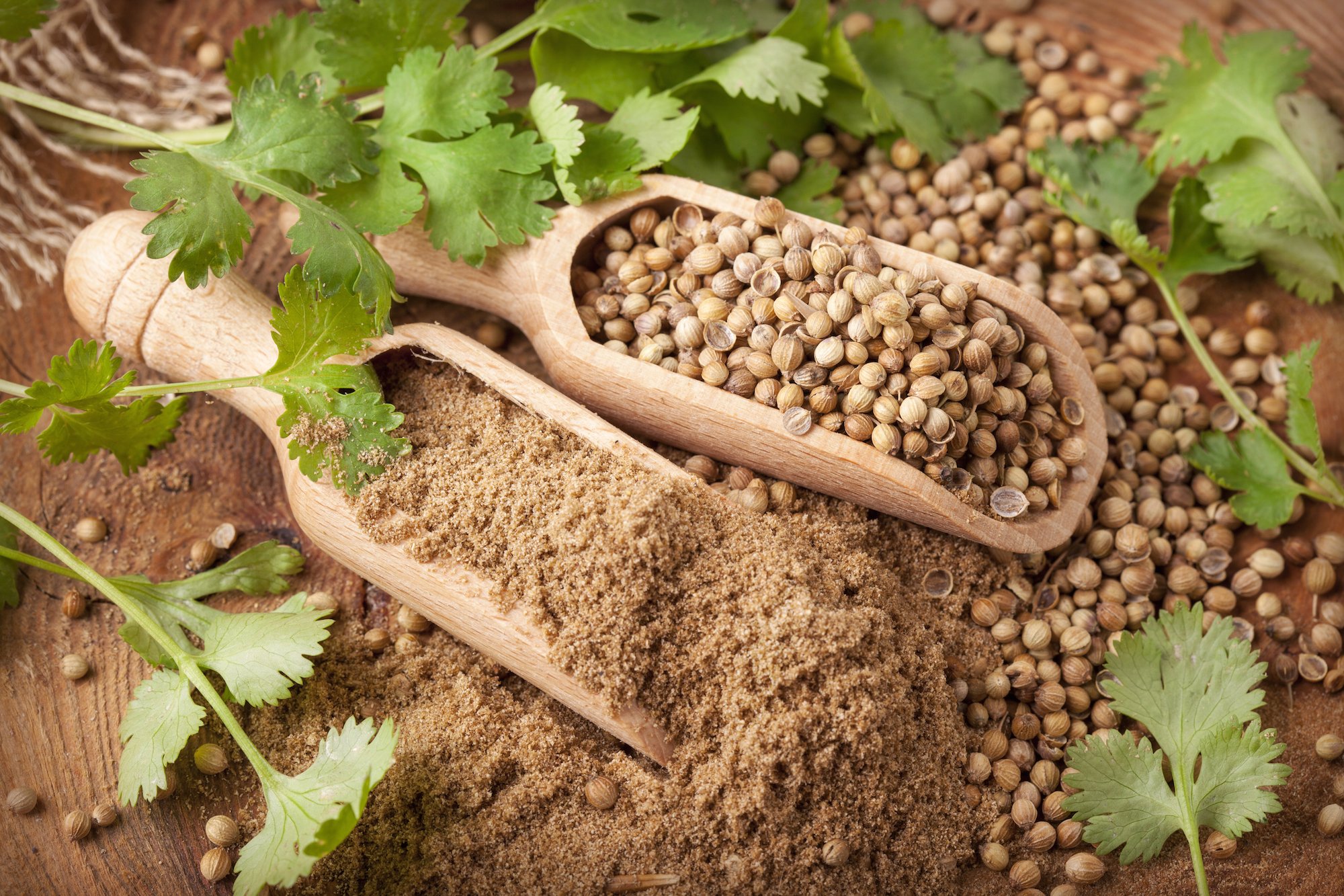 Koriander gemahlen, Coriander - Pulver, Keimreduziert. Premiumqualität aus Bulgarien. PP - Eimer 15KG