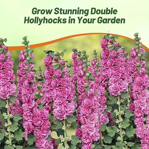 Miniatura 5 de Outsidepride Double Hollyhock Seeds  200 piezas de semillas de flores perennes de color violeta, tolerantes a la sequía de larga duración con flores