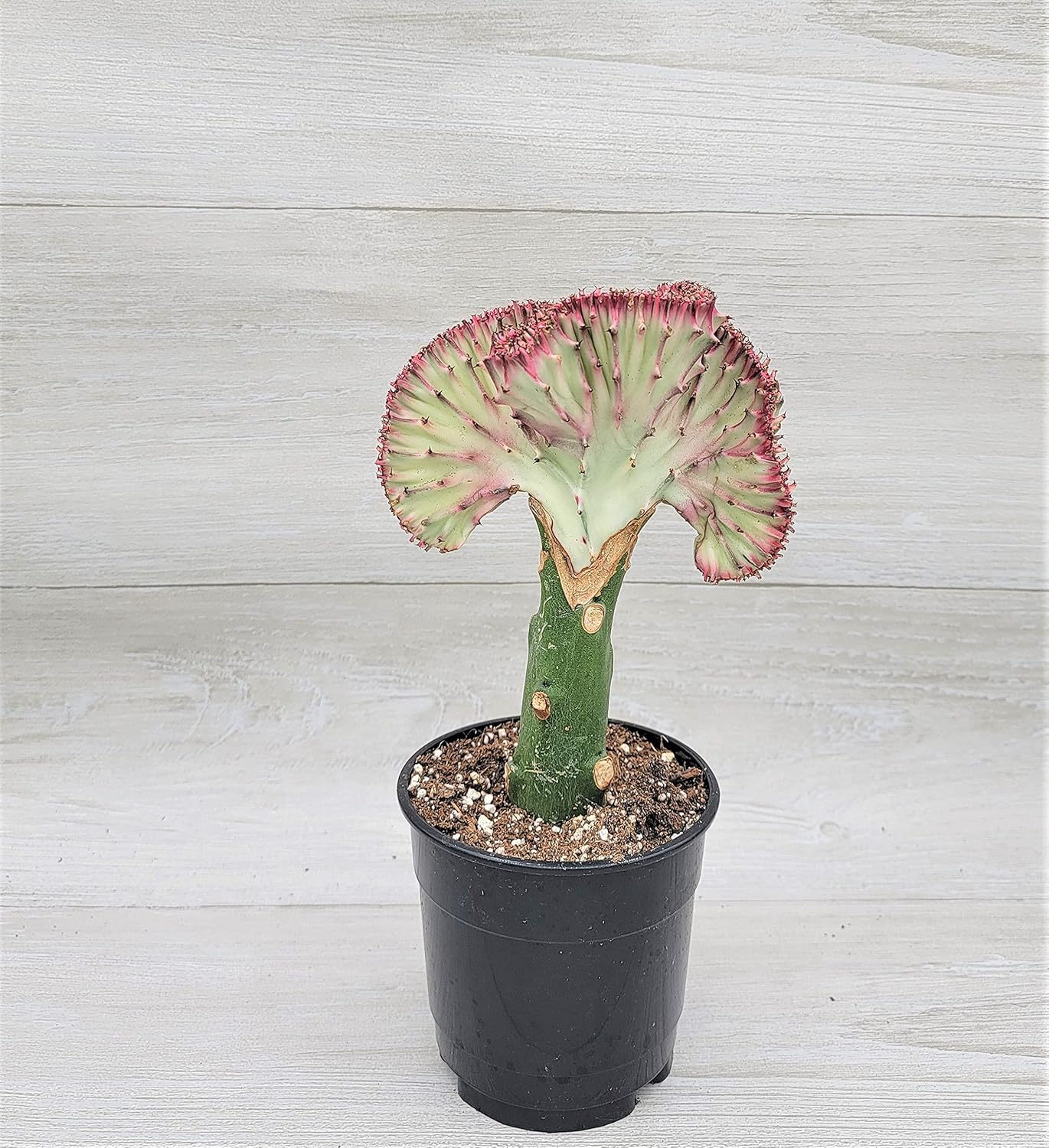 Hot Pink Euphorbia Lactea Cristata in 4 inch Pot,Coral Cactus, Very Hard to Find Crested Cactus by 3exoticgreen