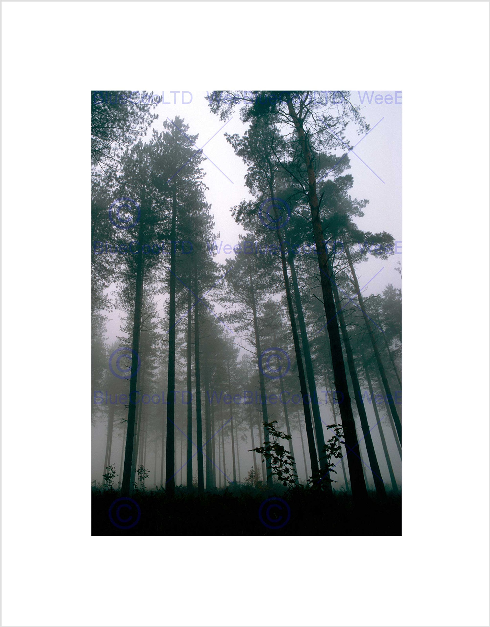 Wee Blue Coo Thetford Forest Trees Mist Art Wall Art Print