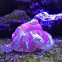 Vista 3 de Tampón de arrecife, 8.8 lbs / 8.8 libras