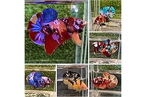 Fancy Koi Plakat Betta Live Tropical Fish