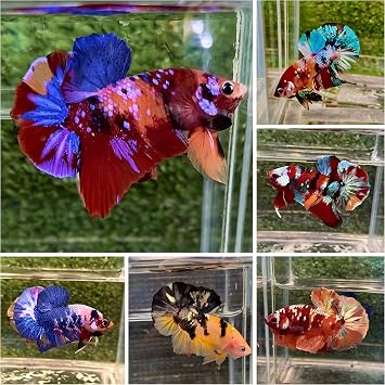 D&A Tropical Koi Betta Fish - Male Fancy Plakat, Assorted Color - For Pond, Aquarium or Fish Tank