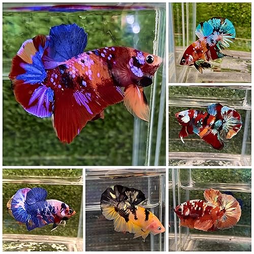 D&A Tropical Koi Betta Fish - Male Fancy Plakat, Assorted