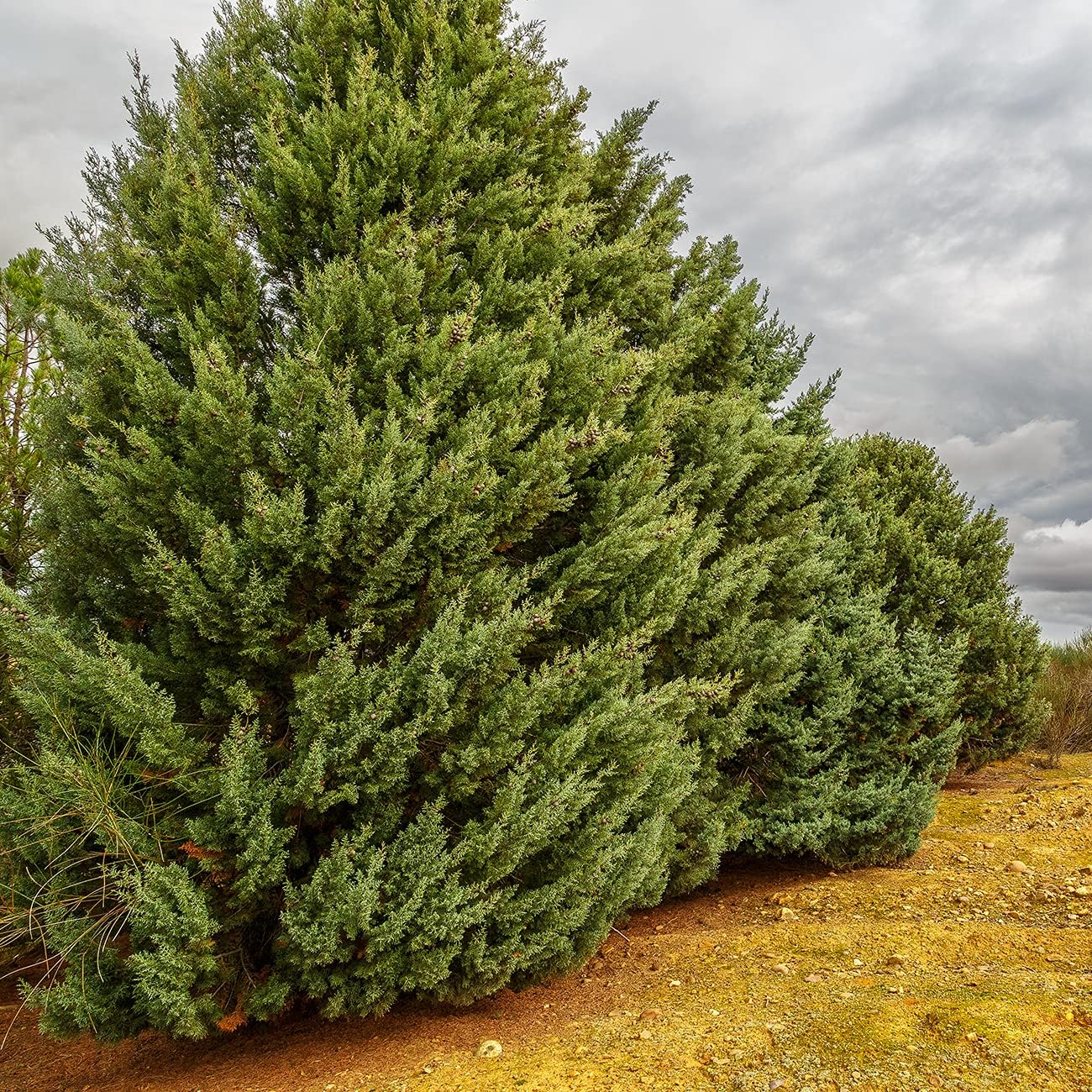 Perfect Plants Carolina Sapphire Cypress 3 Gal. | Privacy Tree, Silvery Blue Green Needle-Like Foliage| Evergreen Wind Barrier