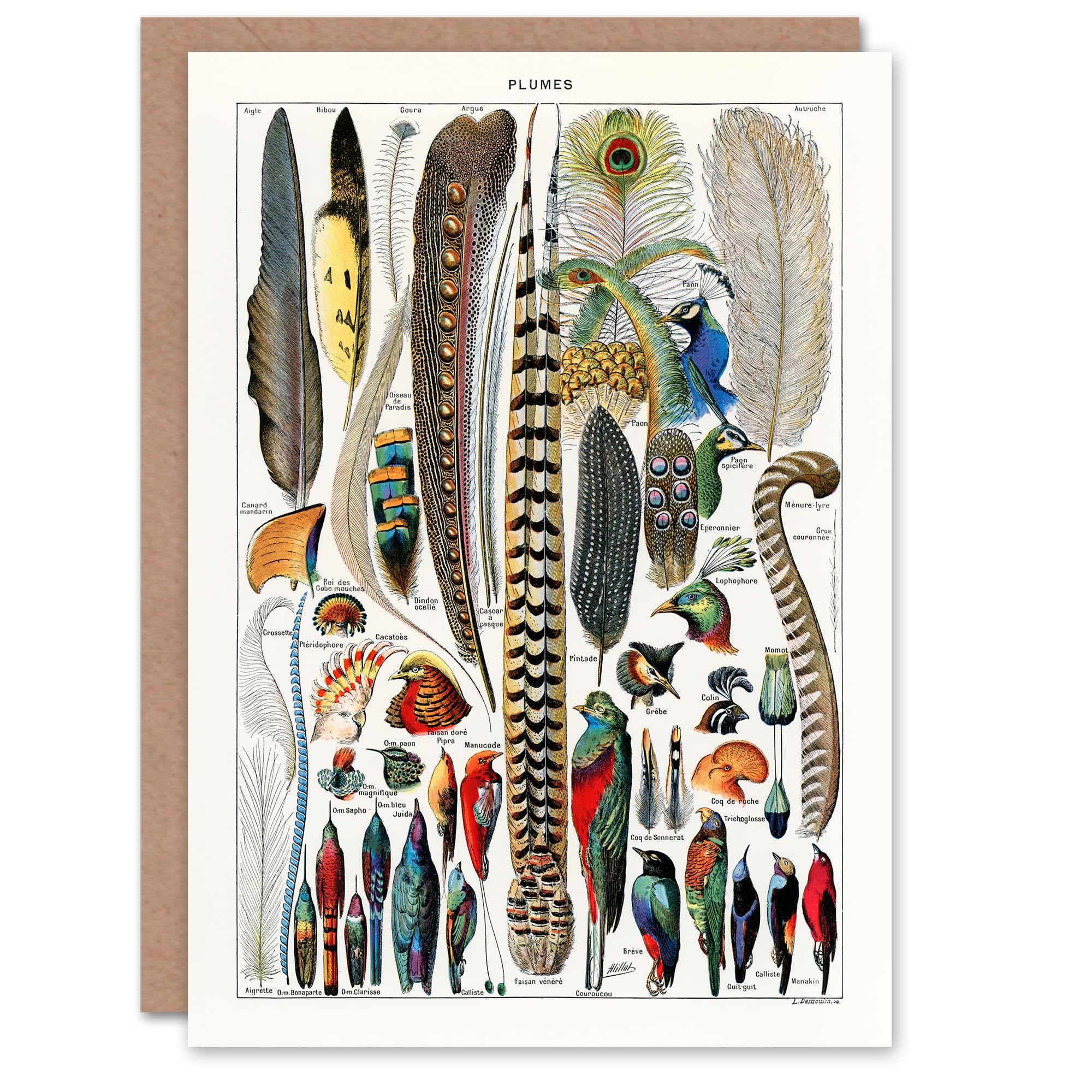 Artery8 Adolphe Millot Art Card Plumes Exotic Bird Feathers
