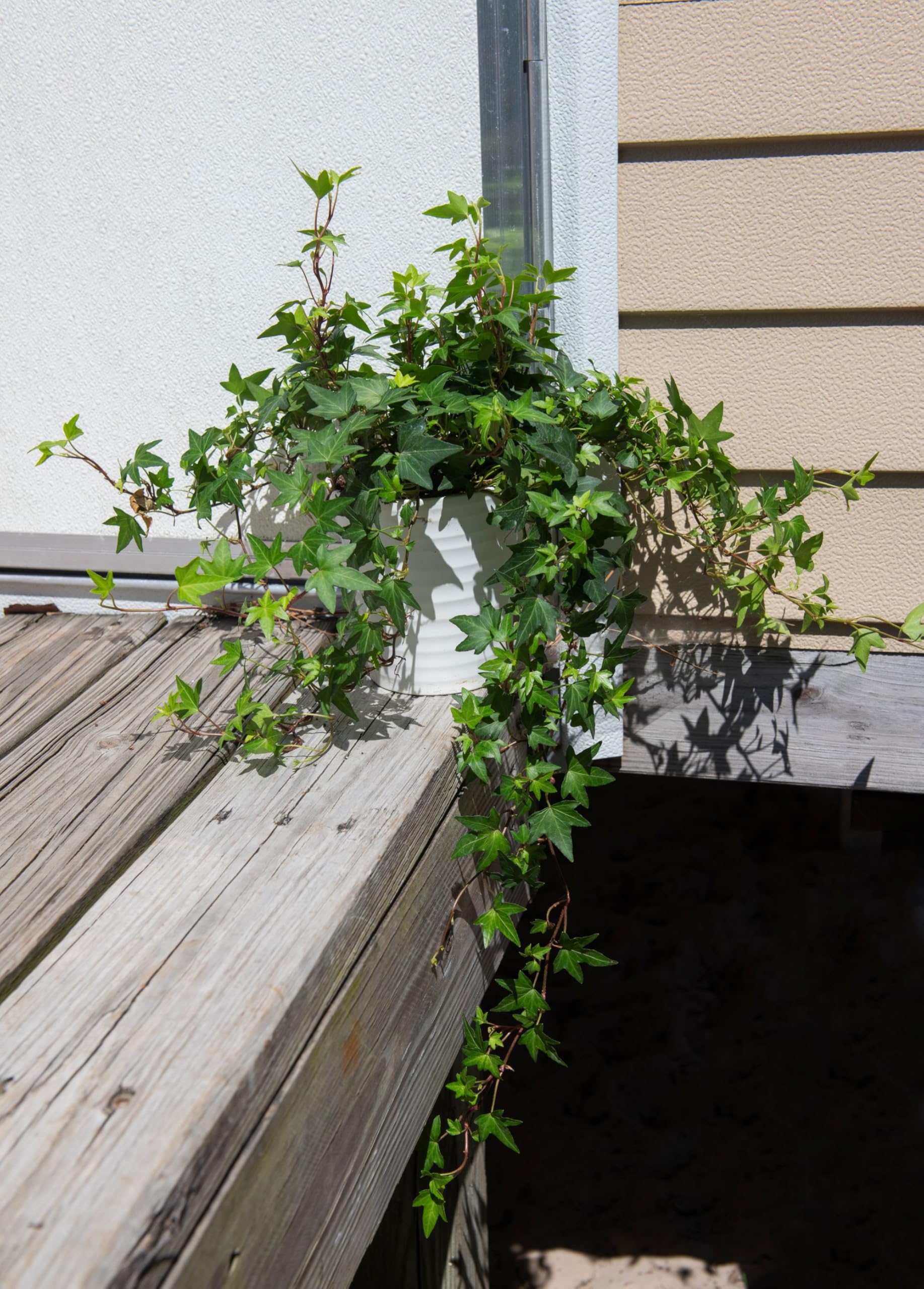 Amazon.com : American Plant Exchange English Ivy – Live 6