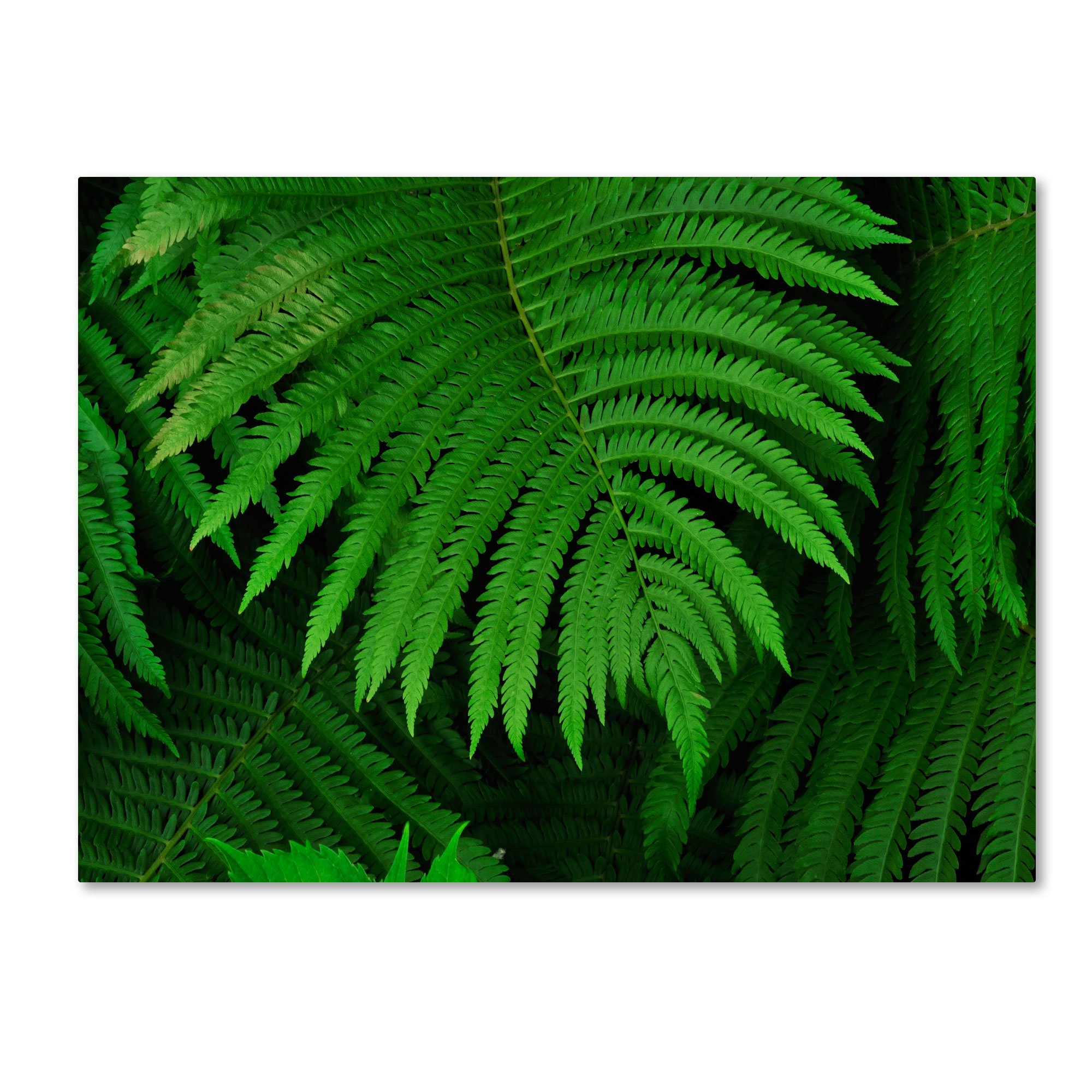 Healing Ferns by Kurt Shaffer, 14 by 19-Inch Canvas Wall Art