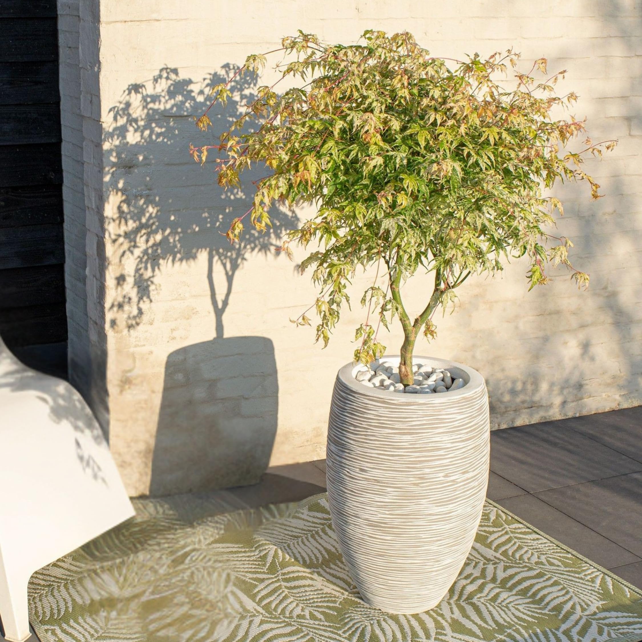Plant in a Box - Érable du Japon - Mix de 2 - Acer palmatum 'Ukigumo', 'Taylor'' - Hauteur 35-55cm - Pot 15cm - Plante d’extérieur - Vert - Rose