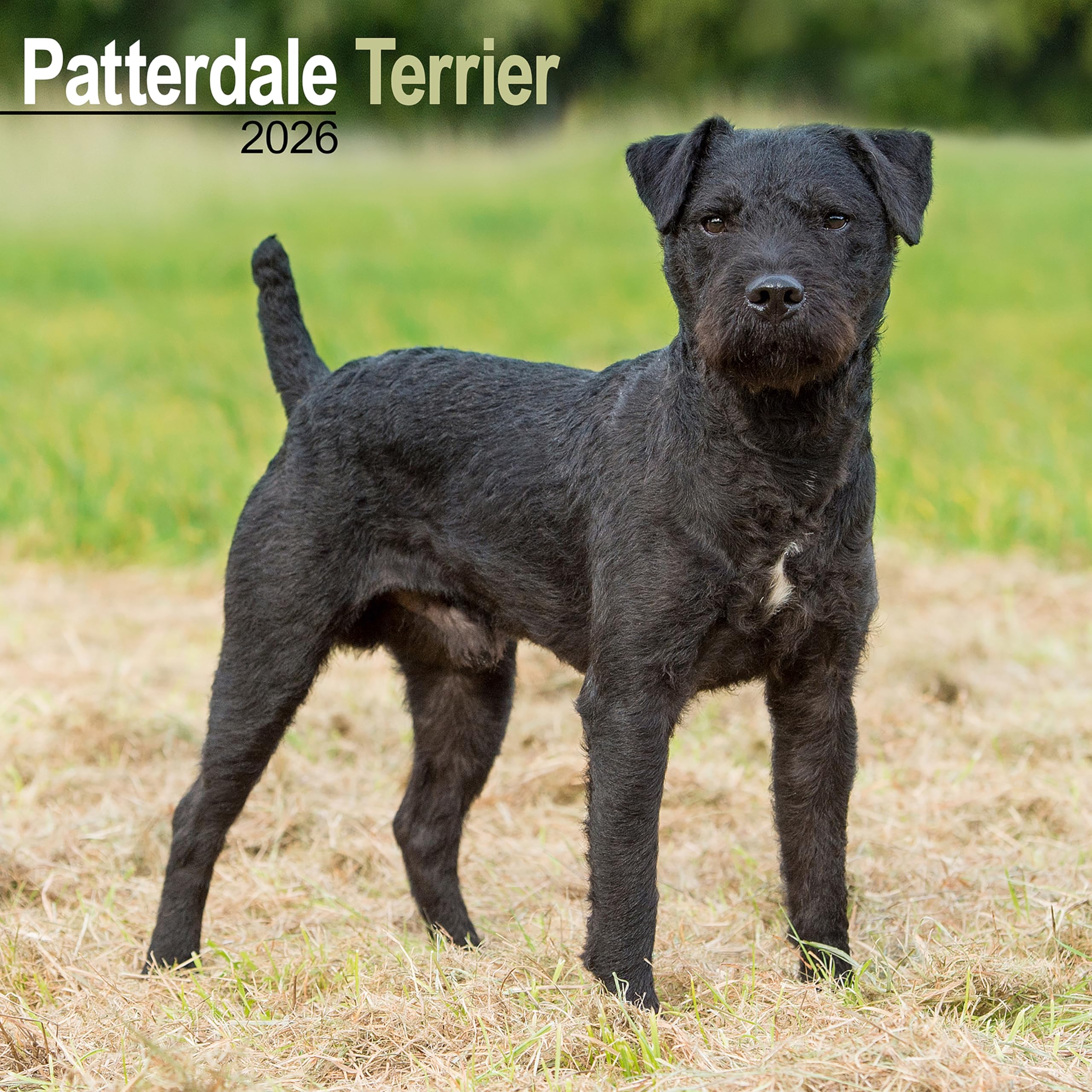 Patterdale Terrier 2026 Calendar | Square Wall Calendar | Dog Breed Gift | Plastic Free Packaging | by Avonside Publishing