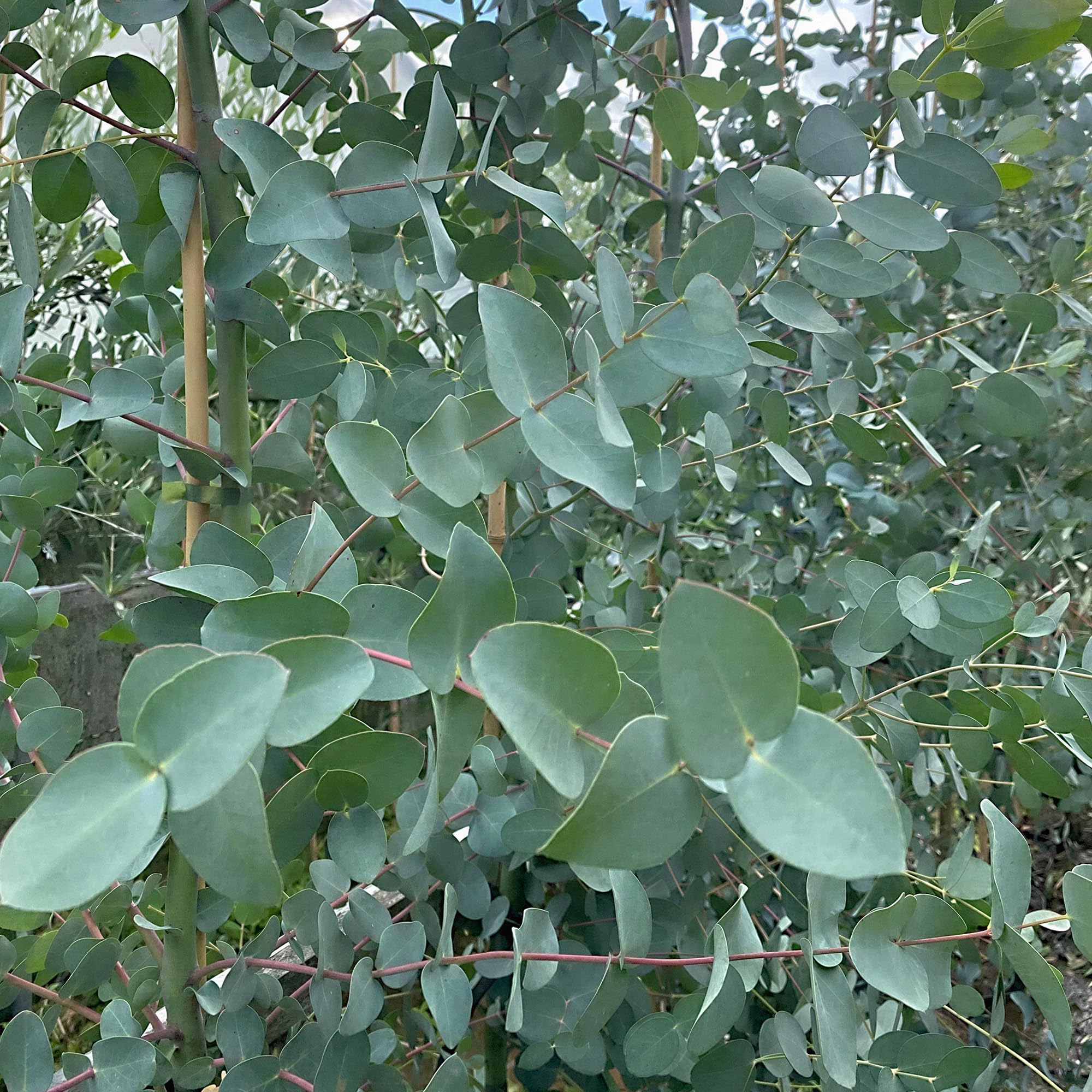 Eucalipto Gunnii - Pianta Sempreverde da Esterno, Pronta in Vaso per Giardino