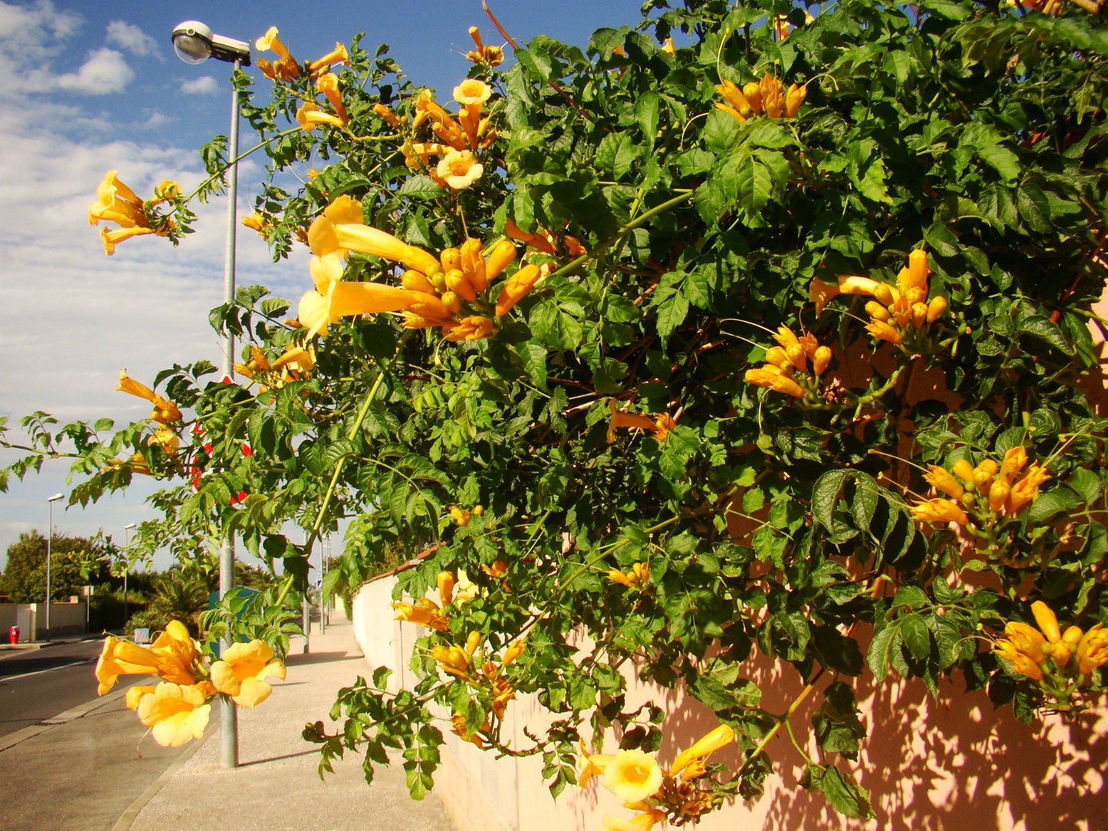 Yellow Trumpet Vine Campsis radicans Flava Climber with Yellow Trumpet Flowers - Young Plant / 4 inches Tall