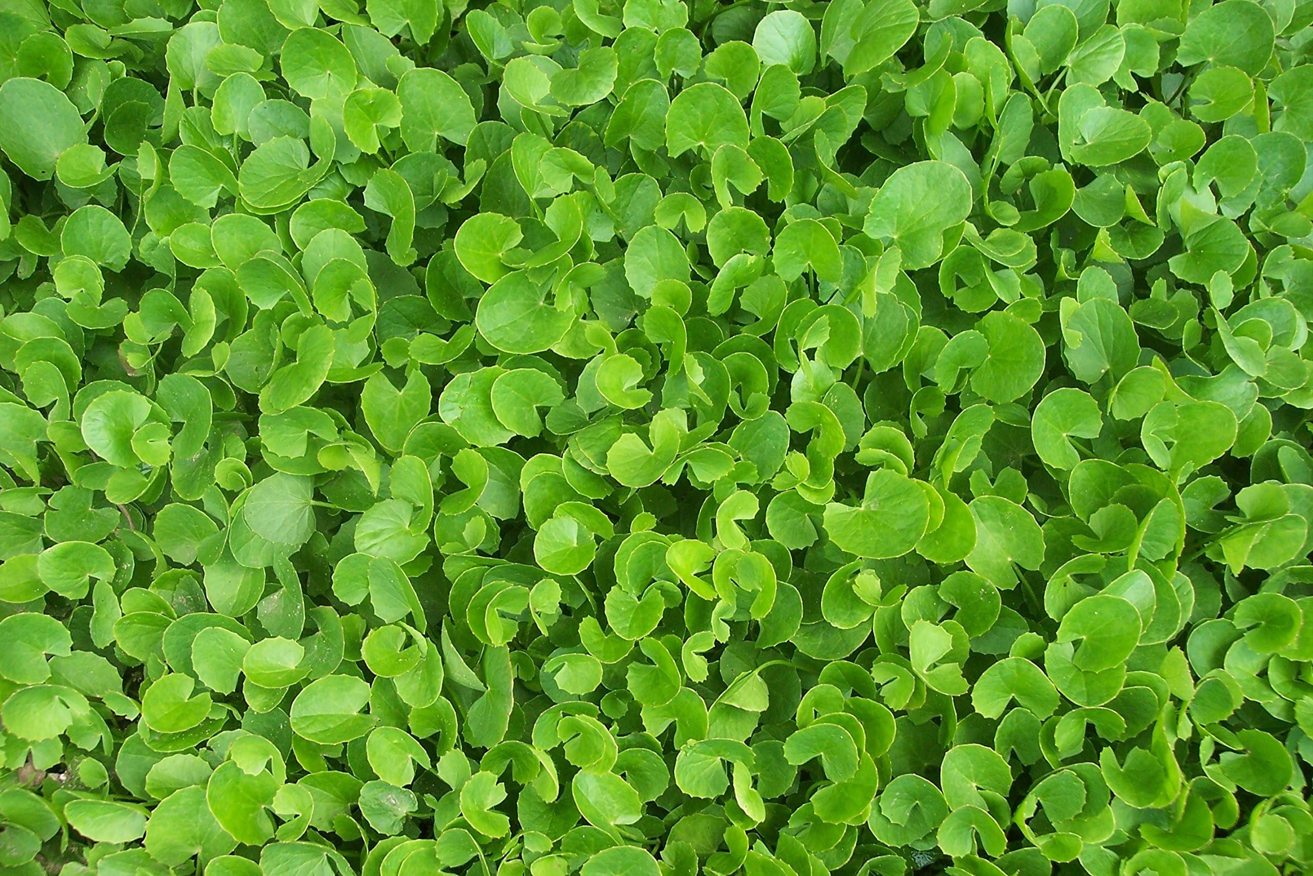 1 Gotu Kola Live Plants 4-16" TALL Non-GMO Organic in 4" Pot - ONE (1) LIVE PLANT Healthy Strong Root Very Easy To Grow - CENTELLA ASIATICA LIVE PLANTS a.k.a Pennywort, Rau Ma