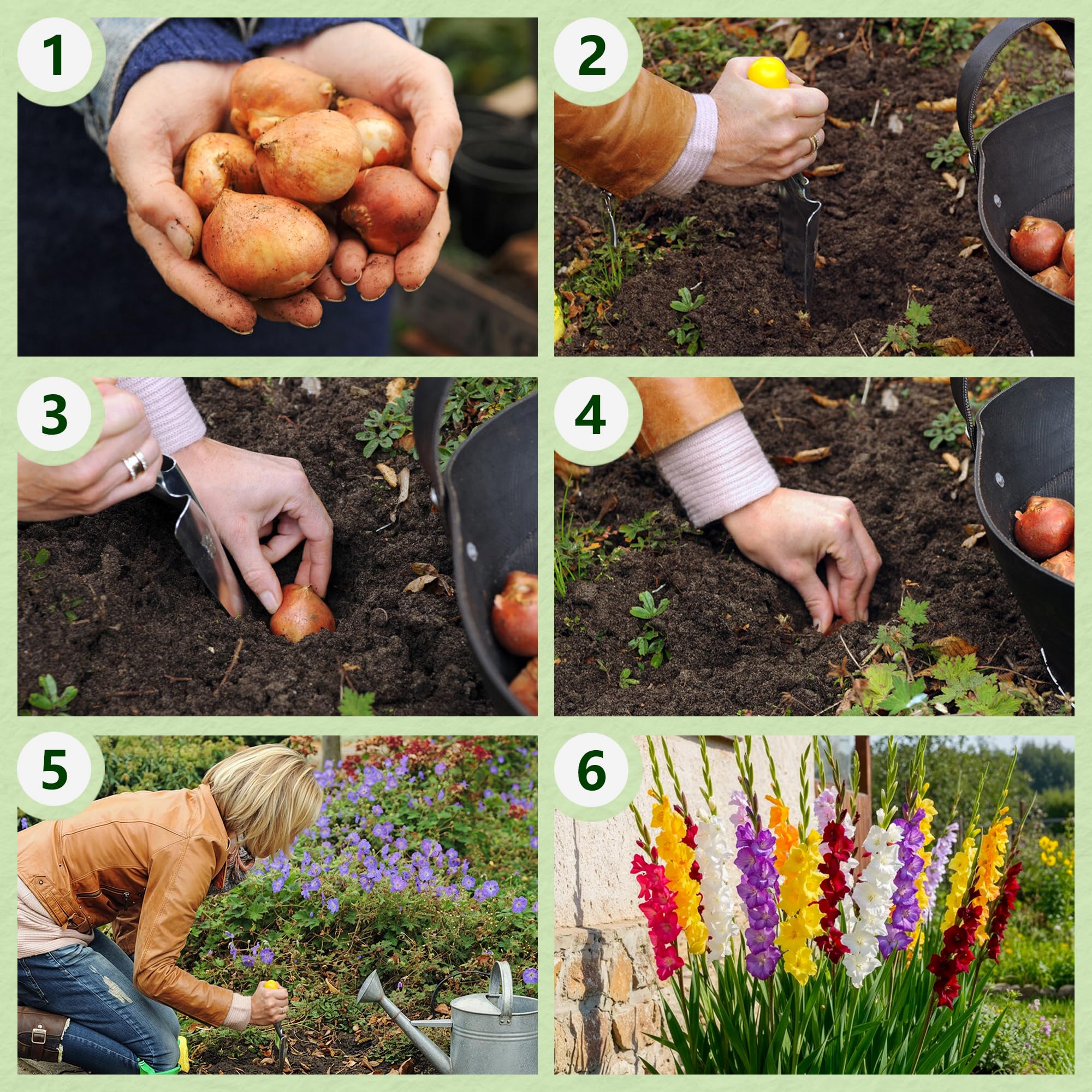 Gladiolos Bulbos Budget Mix - 50 Bulbos de Flores Exterior - Plantas Naturales Exterior de Holanda - No Resistente - Decoracion Jardin, Macetas y Balcón - Sin Semillas, No Artificiales