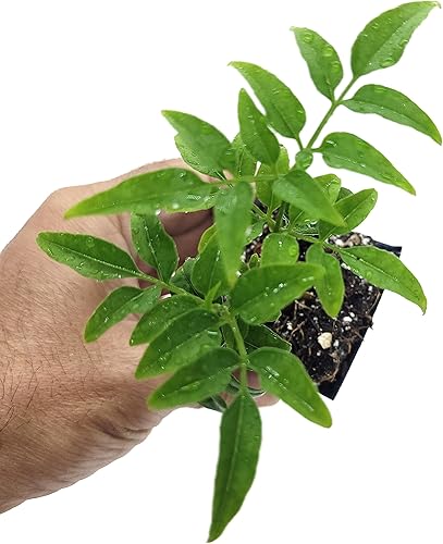 Miniatura 8 de Mini planta de jazmín vivo, un tallo en maceta de 2 pulgadas, incluye guía de cuidado - Zona cultivada 8, 9, 10 barcos de CA - Bajo mantenimiento -