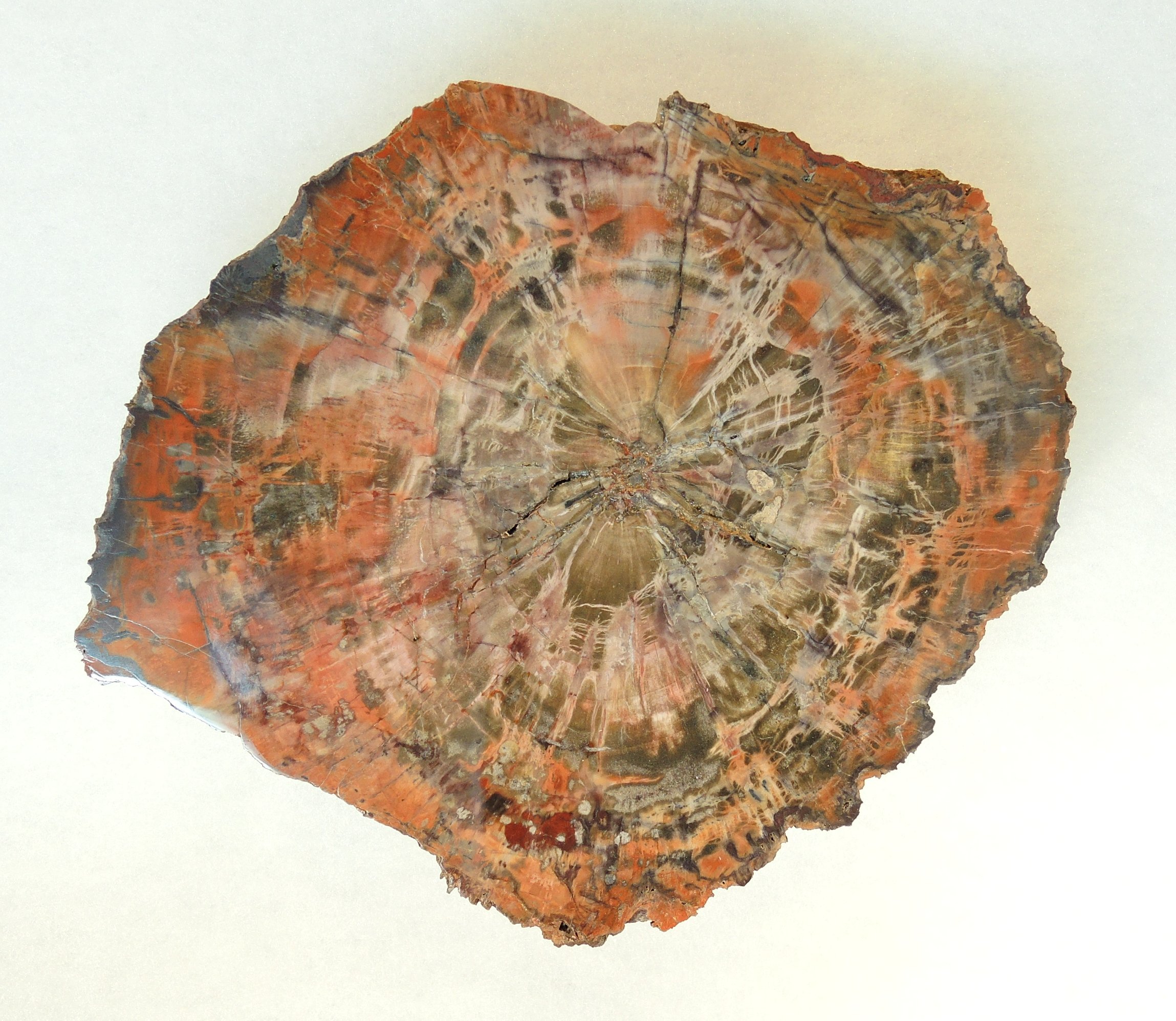 8+ Inch Round Arizona Petrified Wood Slab Bright Red Radial Color A4