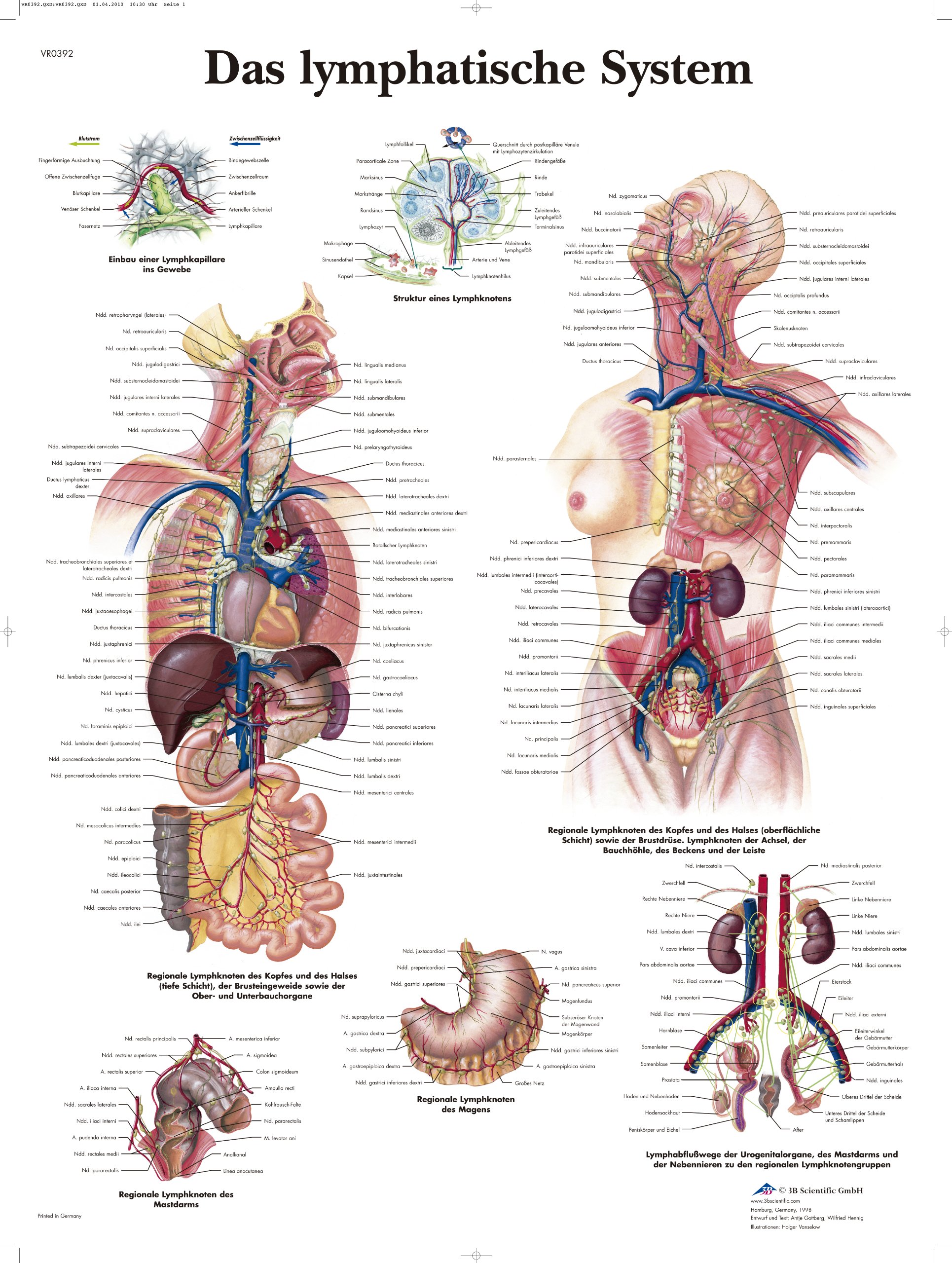 3B Scientific Laminated Chart - The Lymphatic System