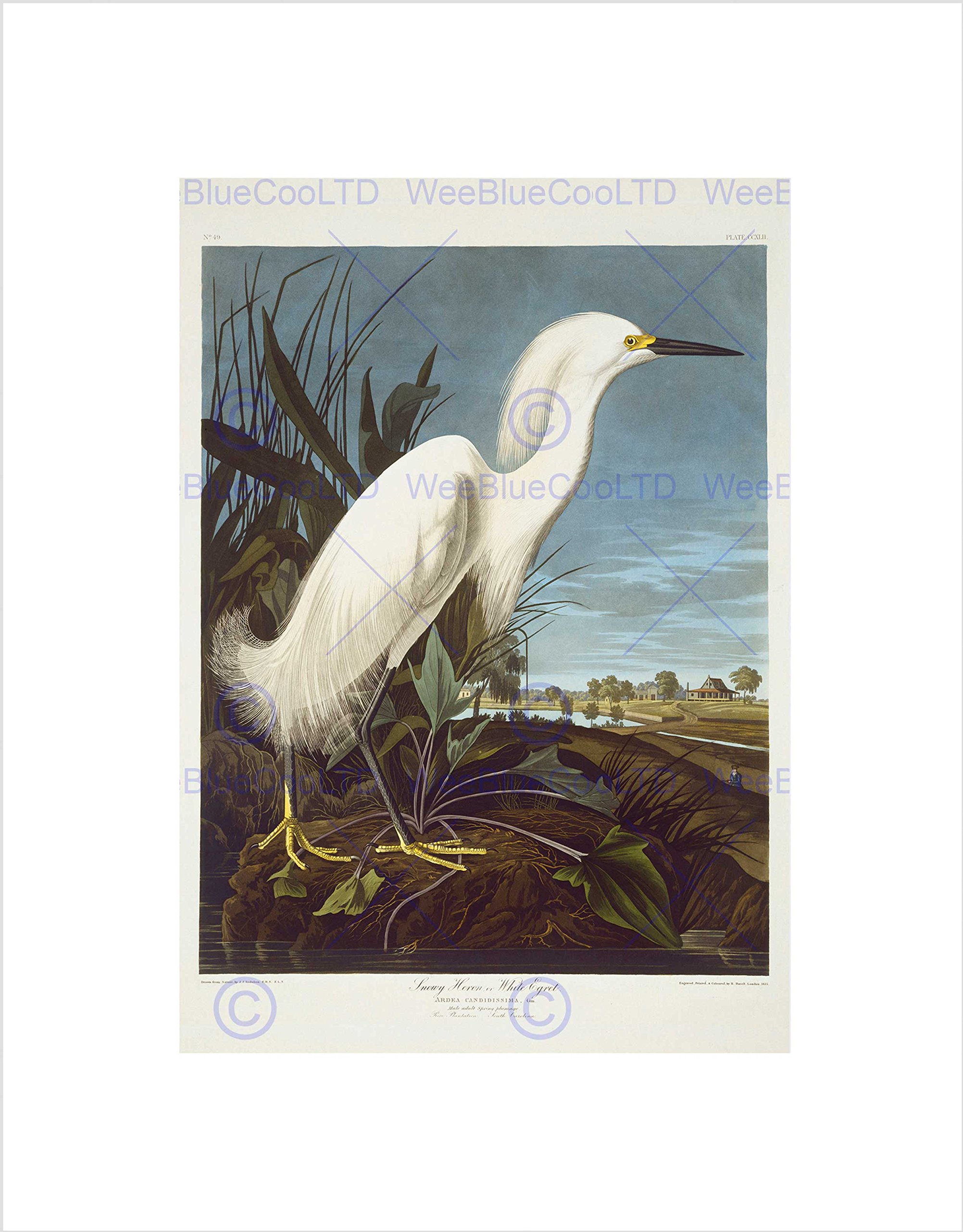 Wee Blue Coo Audubon American Snowy Heron Egret Wall Art Print