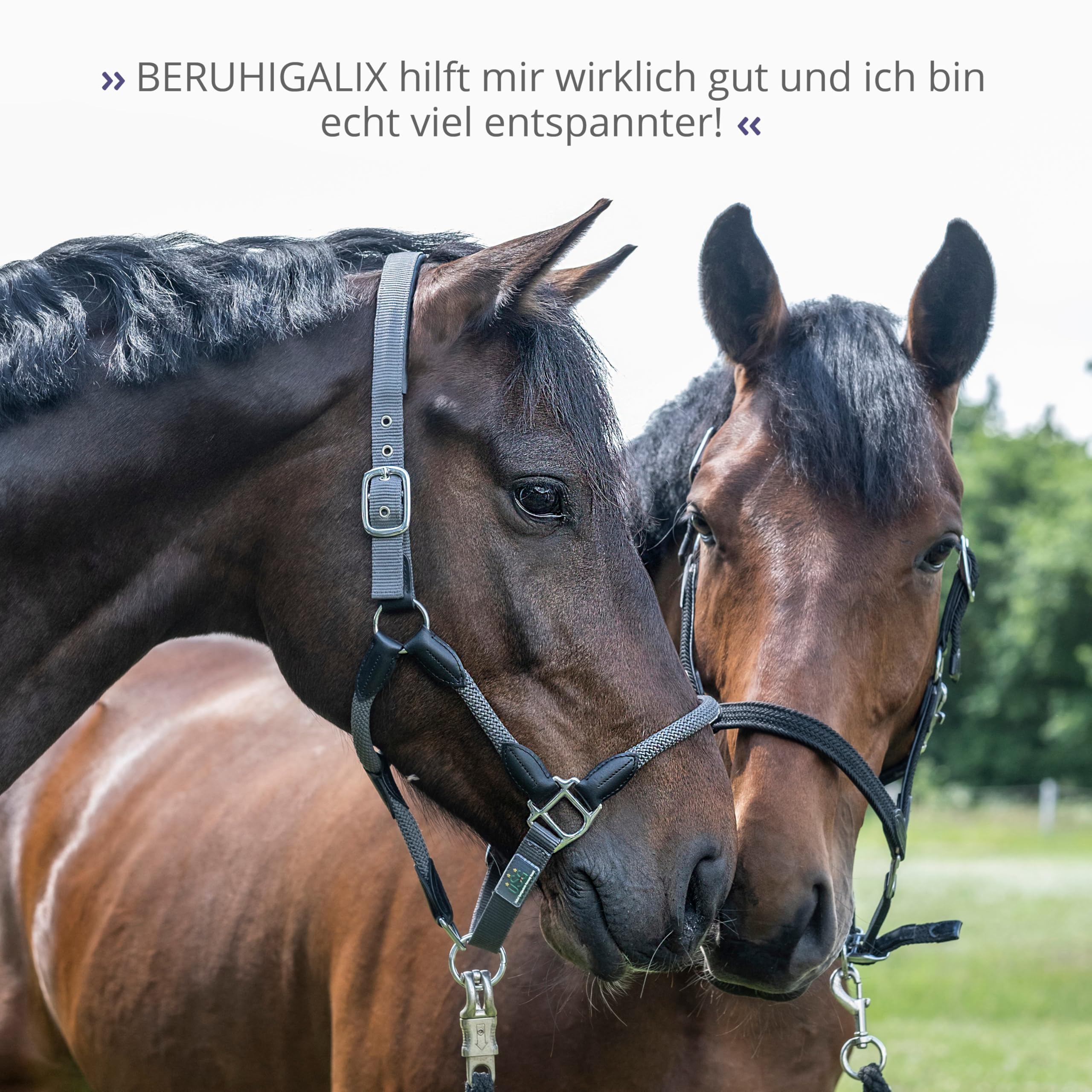 STRÖH "BERUHIGALIX (1l) Beruhigung Pferd • Anti-Stress & gegen Angst • Kräuter für Pferde • Küsten-Elixier mit Tryptophan