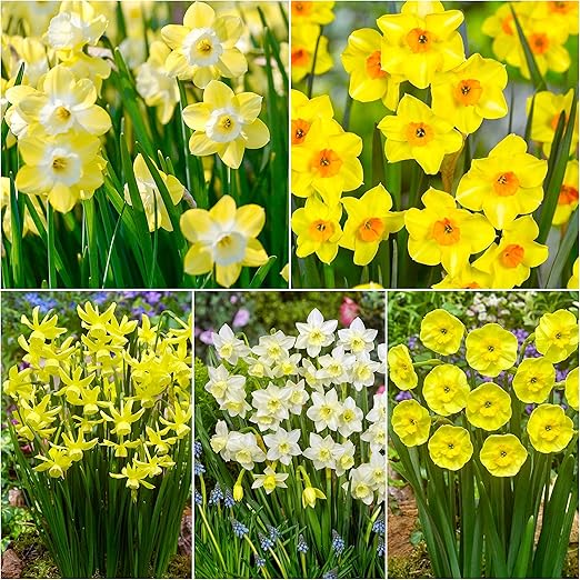 20 x Mixed Daffodil Bulbs Sweetly Scented Fragrant Dwarf & Medium