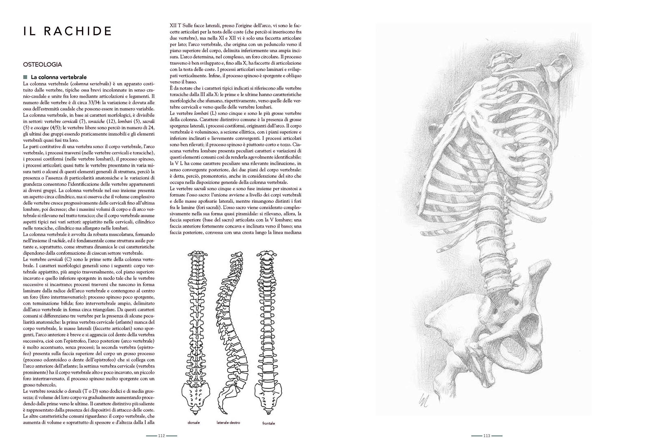Anatomia per l'artista