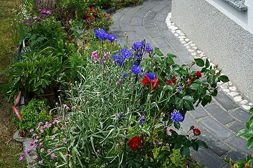 Miniatura 7 de 200 semillas altas de botón de soltero para plantar, semillas de aciano cultivadas en Estados Unidos sin OMG para plantar, flores azules cianus de