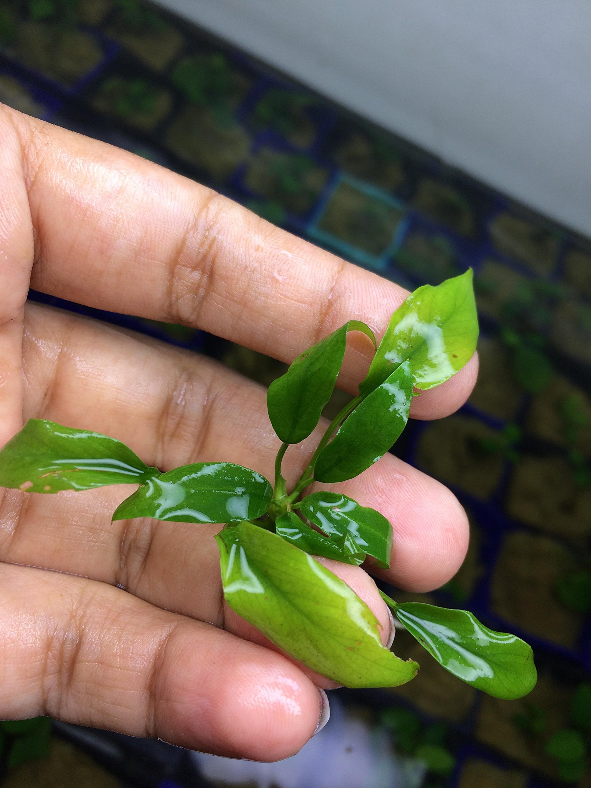 Live Aquarium Plant -Minima - PLPA01 (B075SCKBC6) Amazon Price History, Amazon Price Tracker