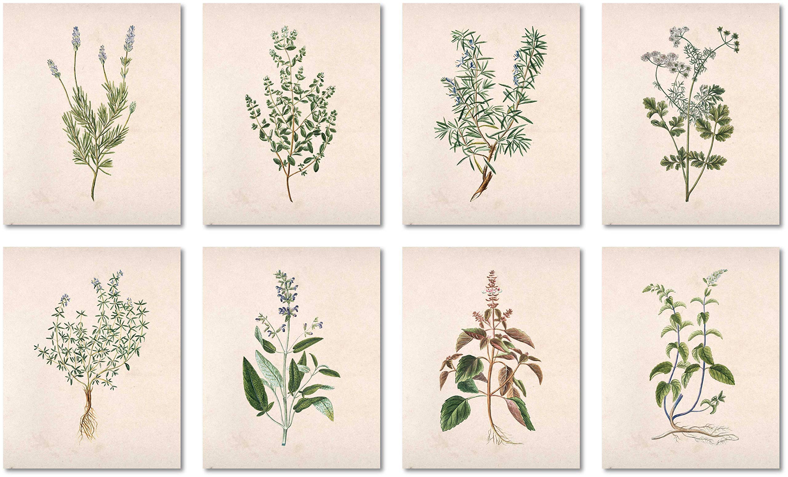 Kitchen Herbs Botanical Prints (Set of 8) - Unframed - 8x10s - Farmhouse Decor Prints, Greenery Wall Art Pictures