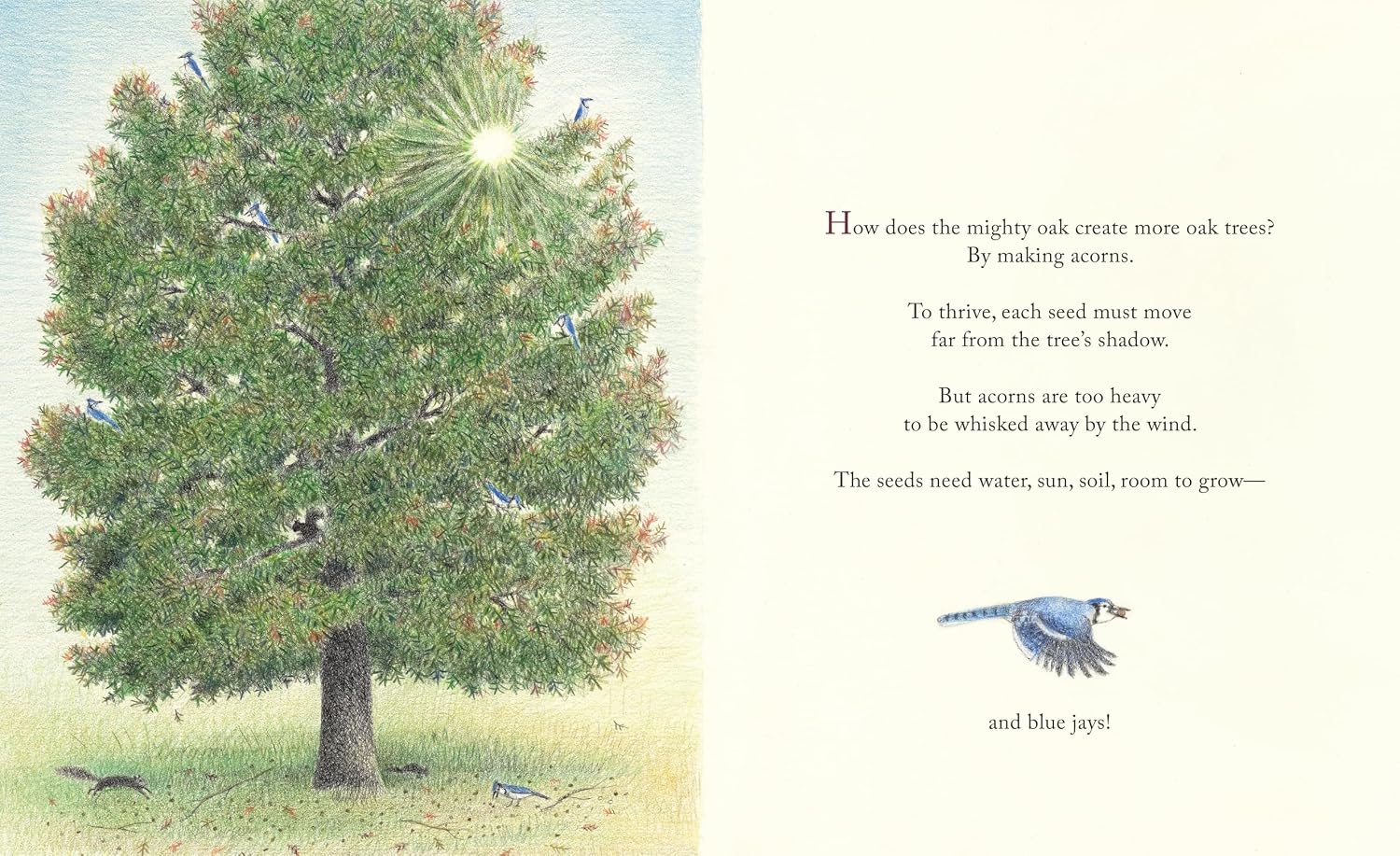 The Blue Jays That Grew a Forest