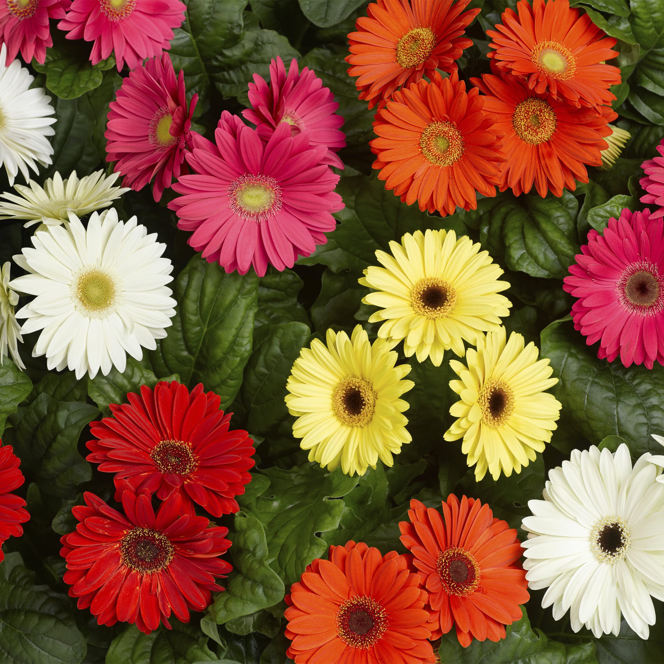 Zabbus Seeds Gerbera Mixed Colour Flower Seeds Hybrid F1 Seeds All Season for Home Garden (10 Seeds) (B0BH2C2TGJ) Amazon Price History, Amazon Price Tracker