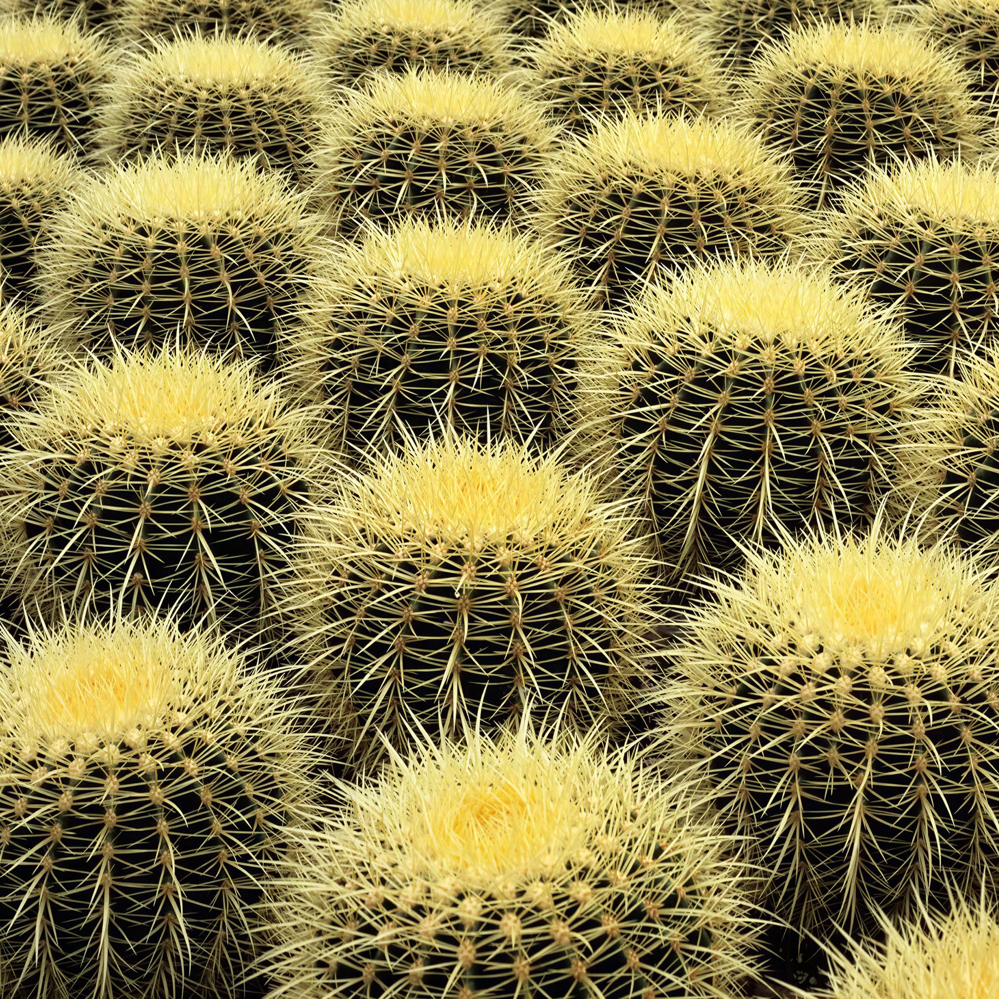 GardenersDream Echinocactus Grusonii en Pot – Plante Cactus d’Intérieur aux Épines Jaunes – Plante Dépolluante pour Rebords de Fenêtre, Bureaux & Étagères